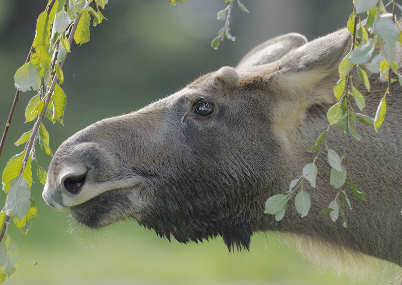 European elk calf