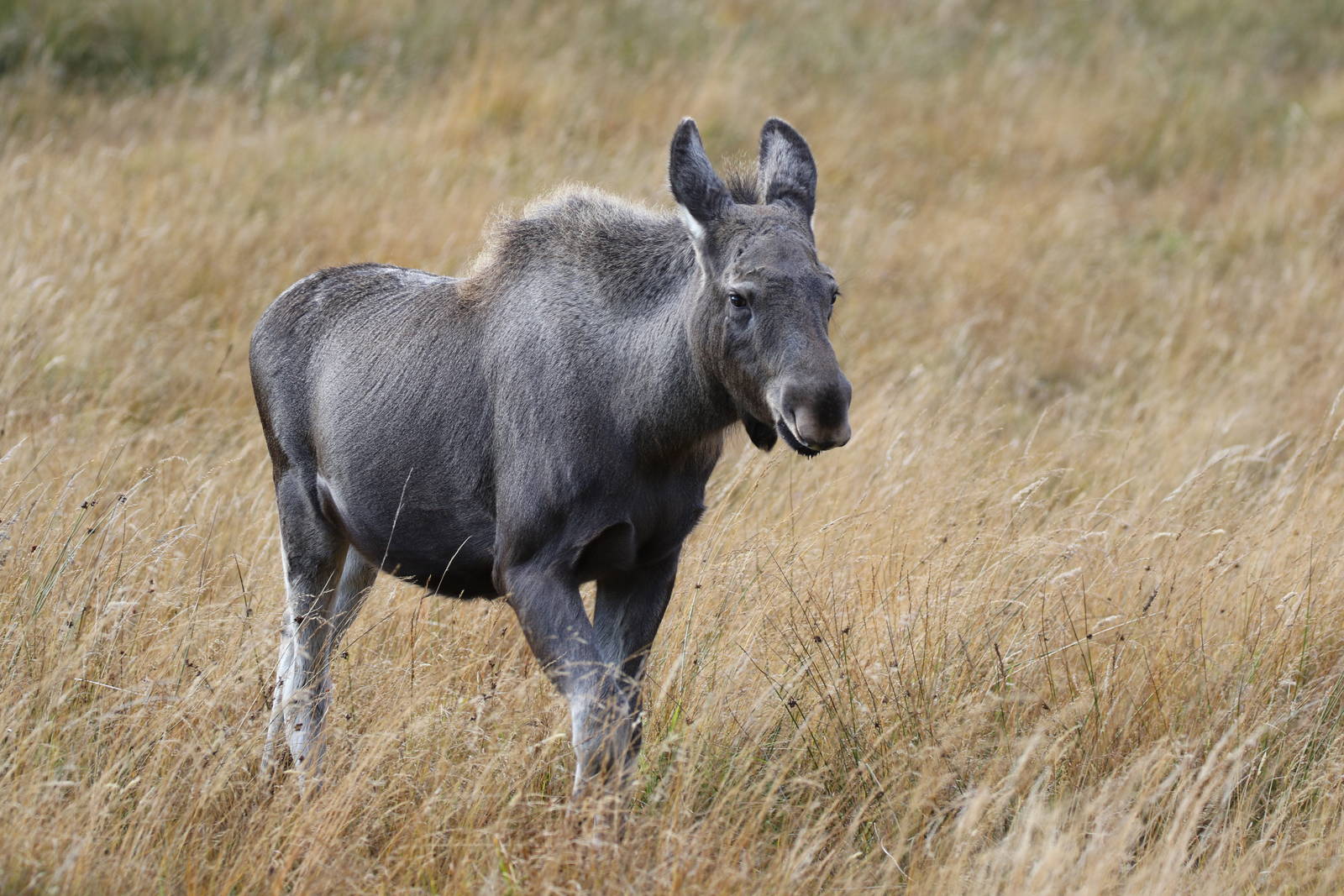 European Elk Calf