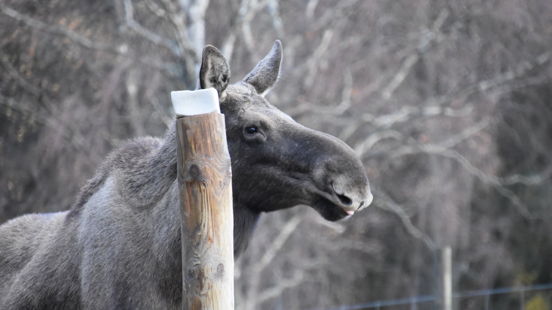 European Elk caught with a tiny blep