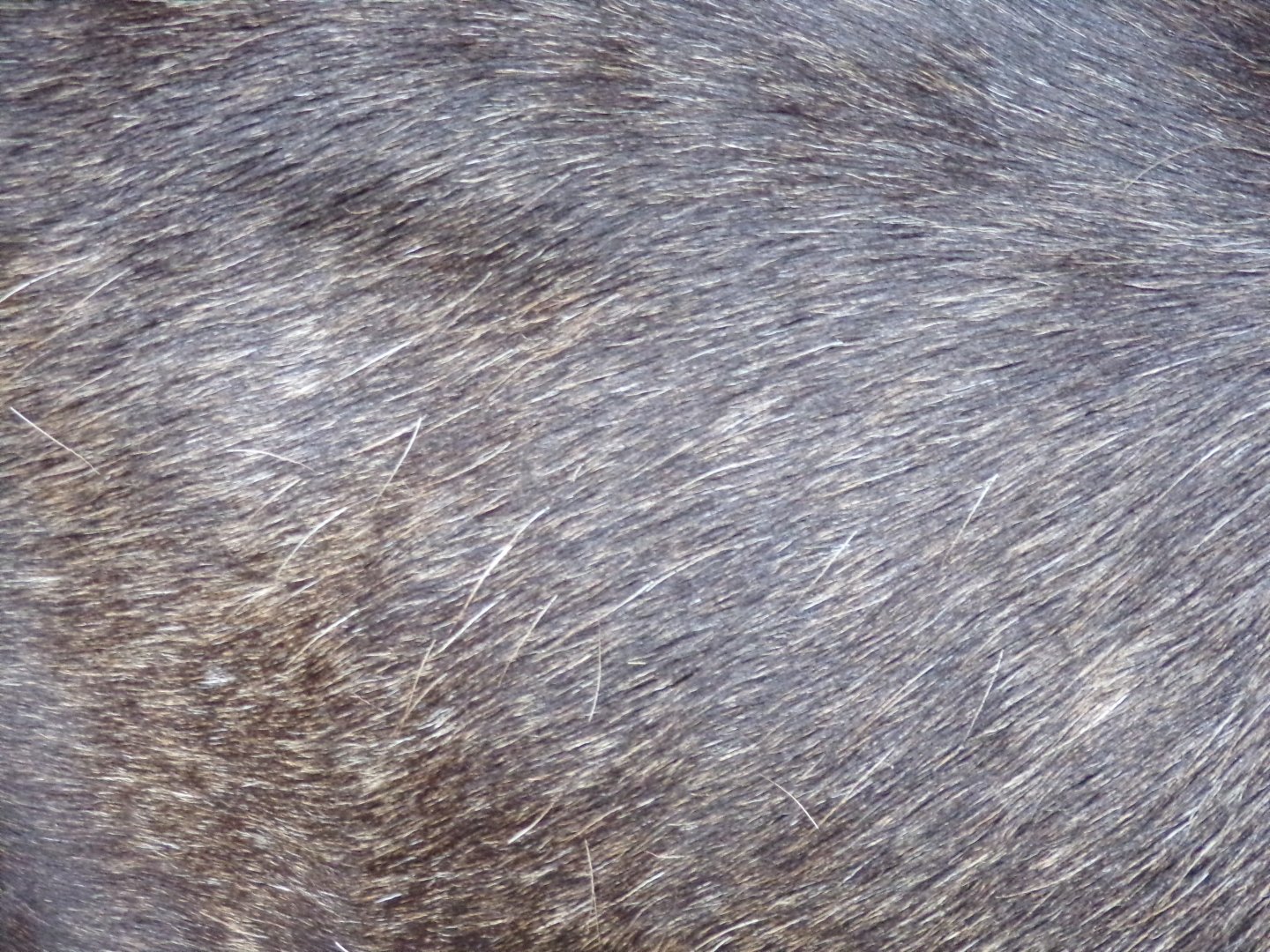 European elk closeup 9.7.25