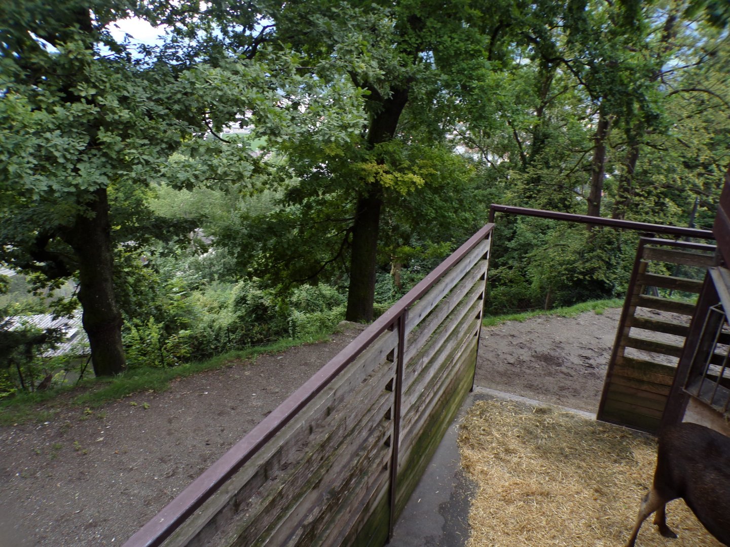 European elk enclosure 9.7.25
