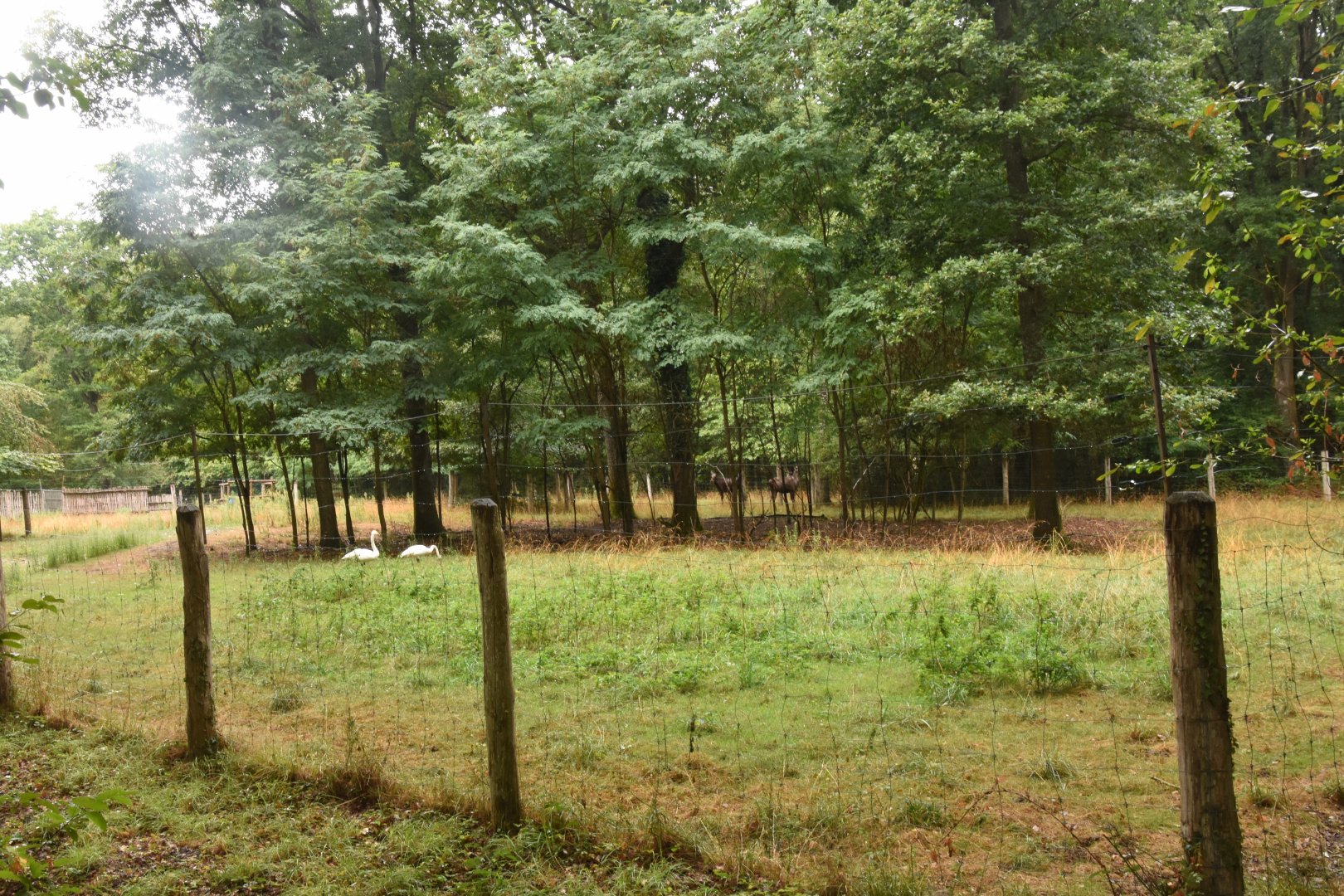 European Elk enclosure
