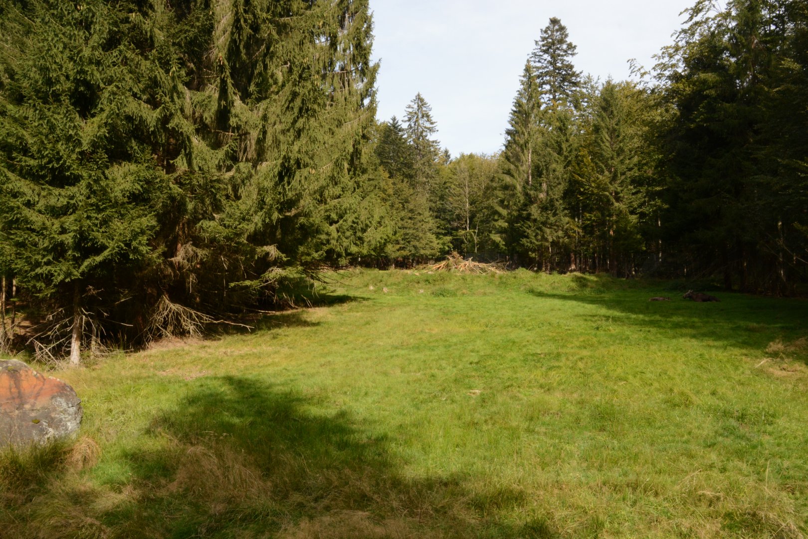 European elk enclosure