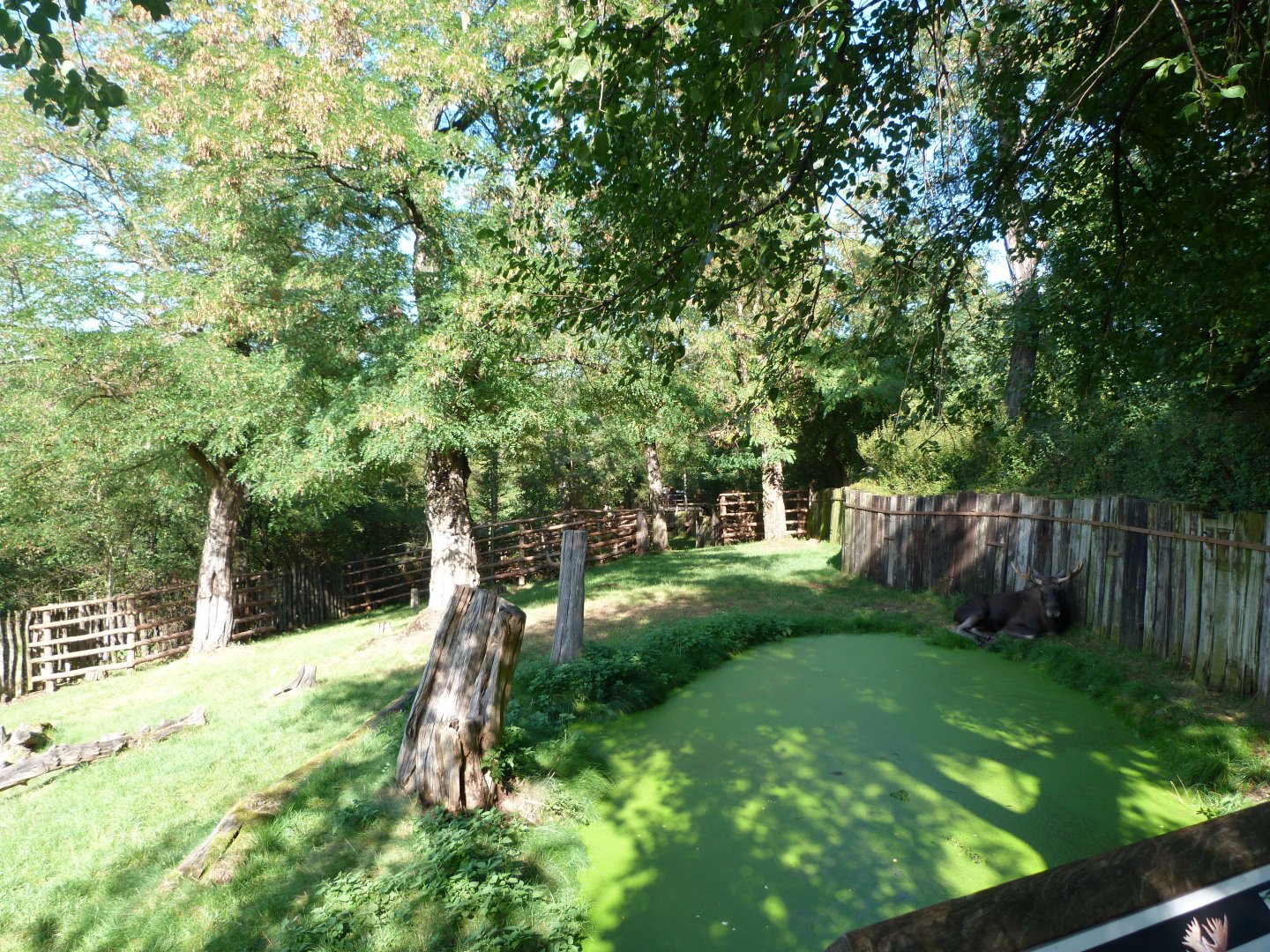 European elk exhibit -Zoo Praha (2025)