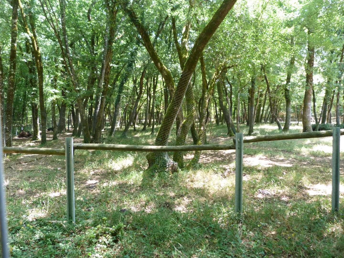 European elk exhibit -Zoodyssée (2025)