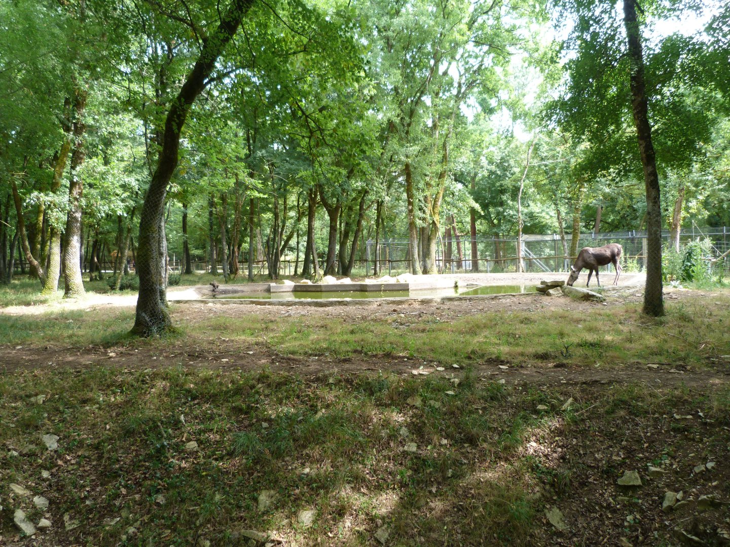 European elk exhibit -Zoodyssée (2025)