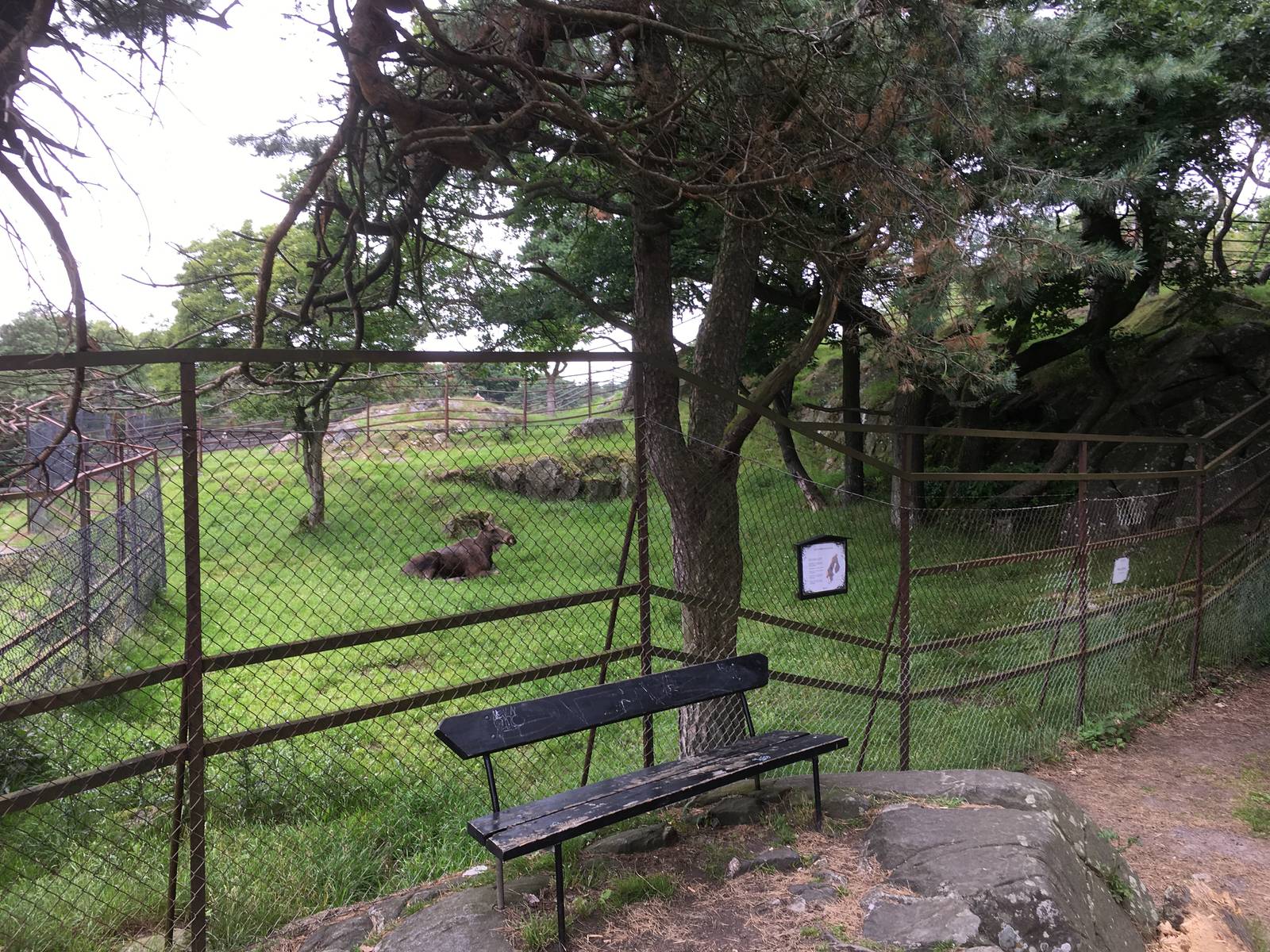European Elk exhibit