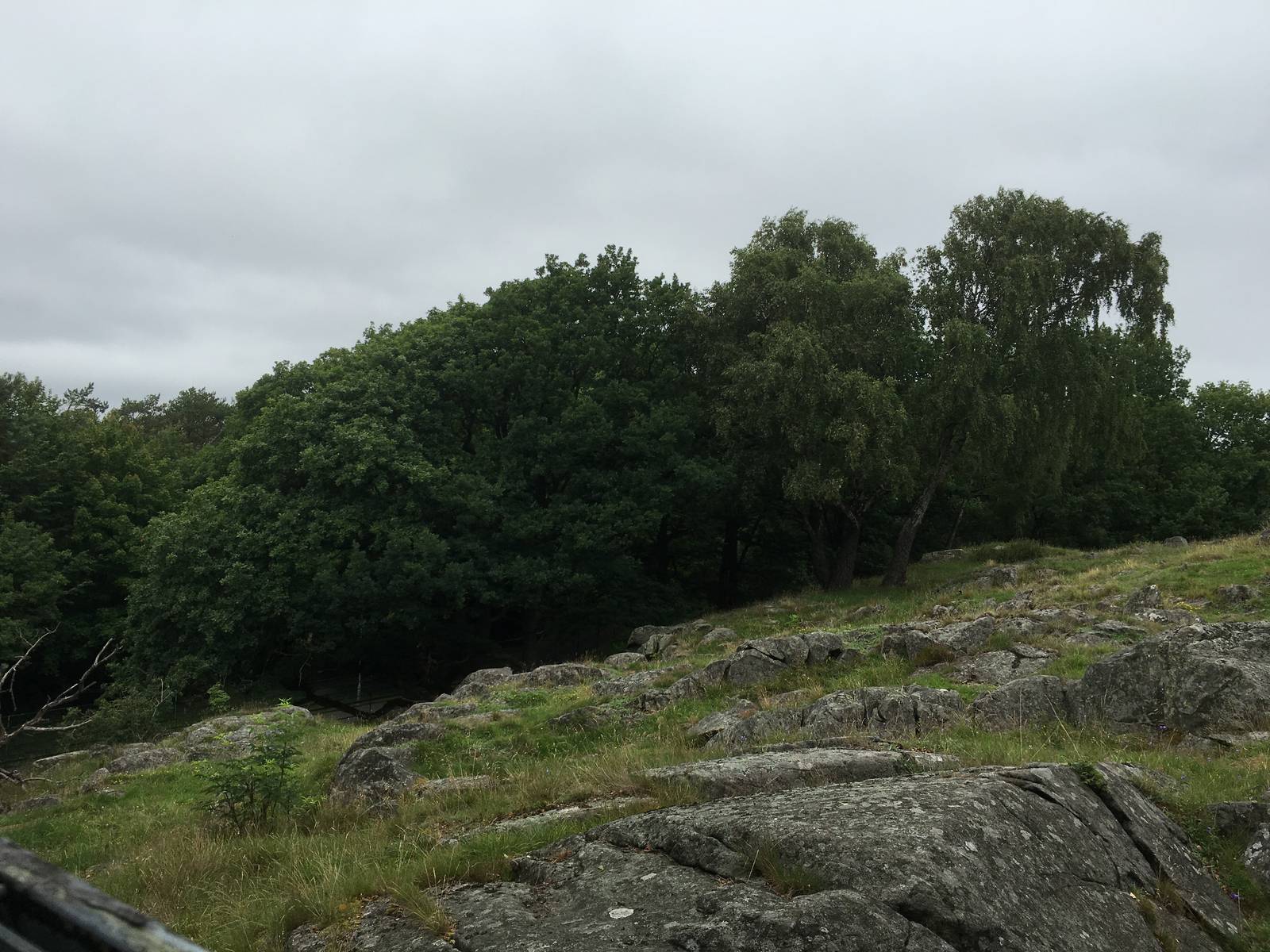 European Elk exhibit