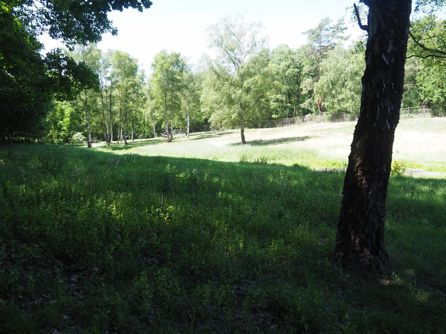 European Elk Exhibit