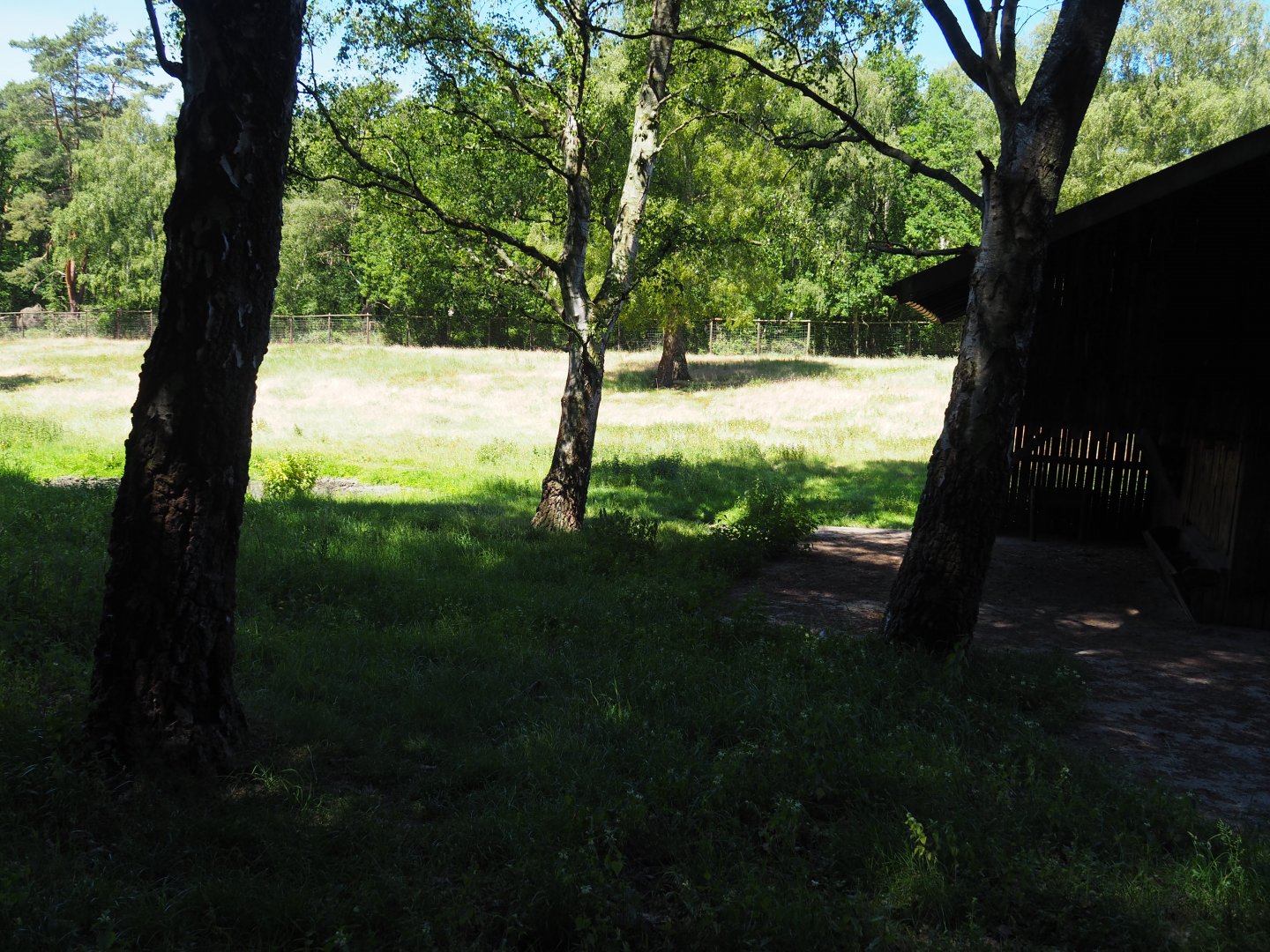 European Elk Exhibit