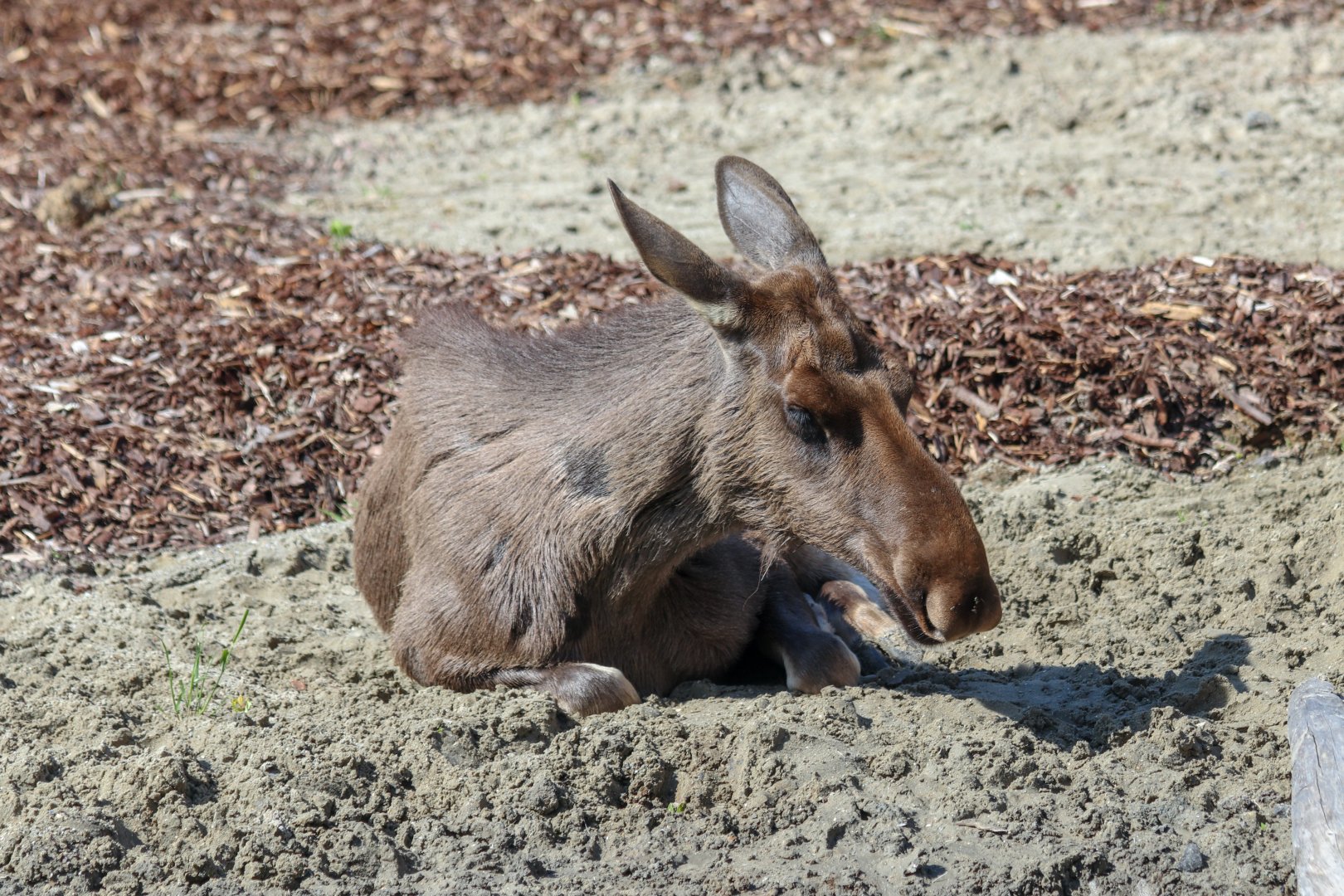 European elk / moose (Alces alces alces) - The Last Frontier