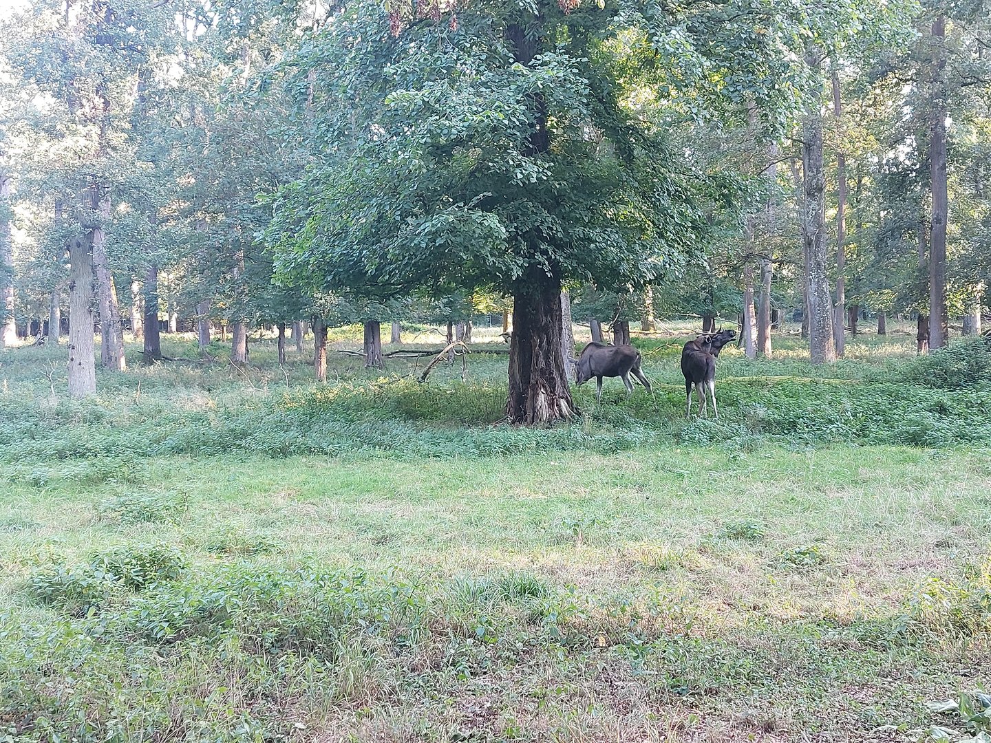 European elk (moose) paddock