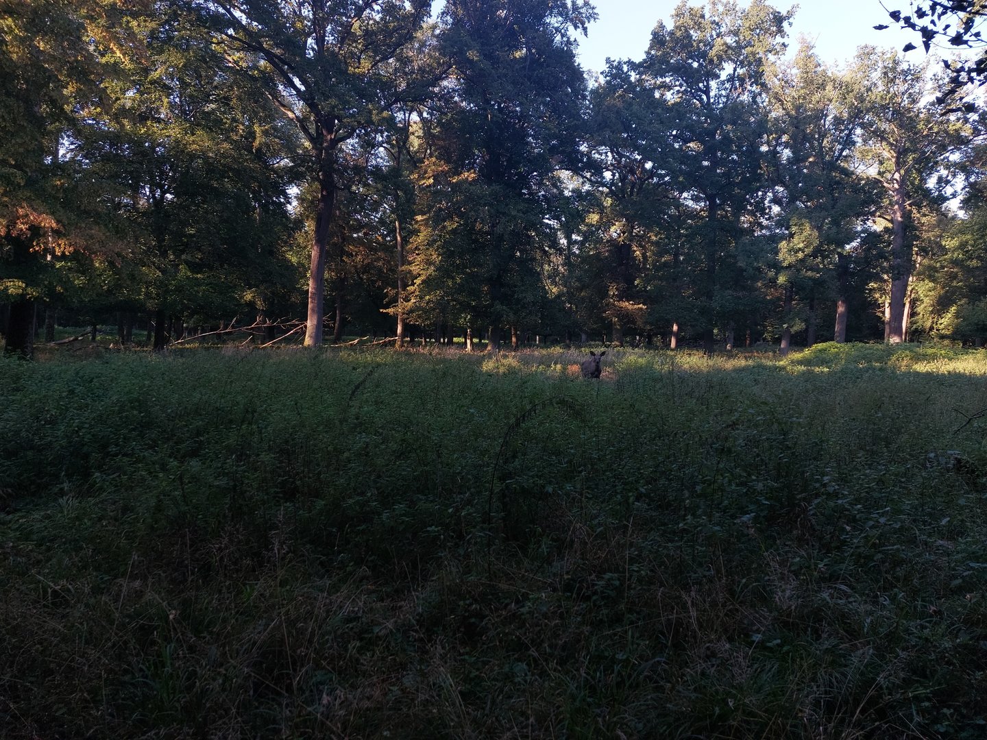 European elk (moose) paddock