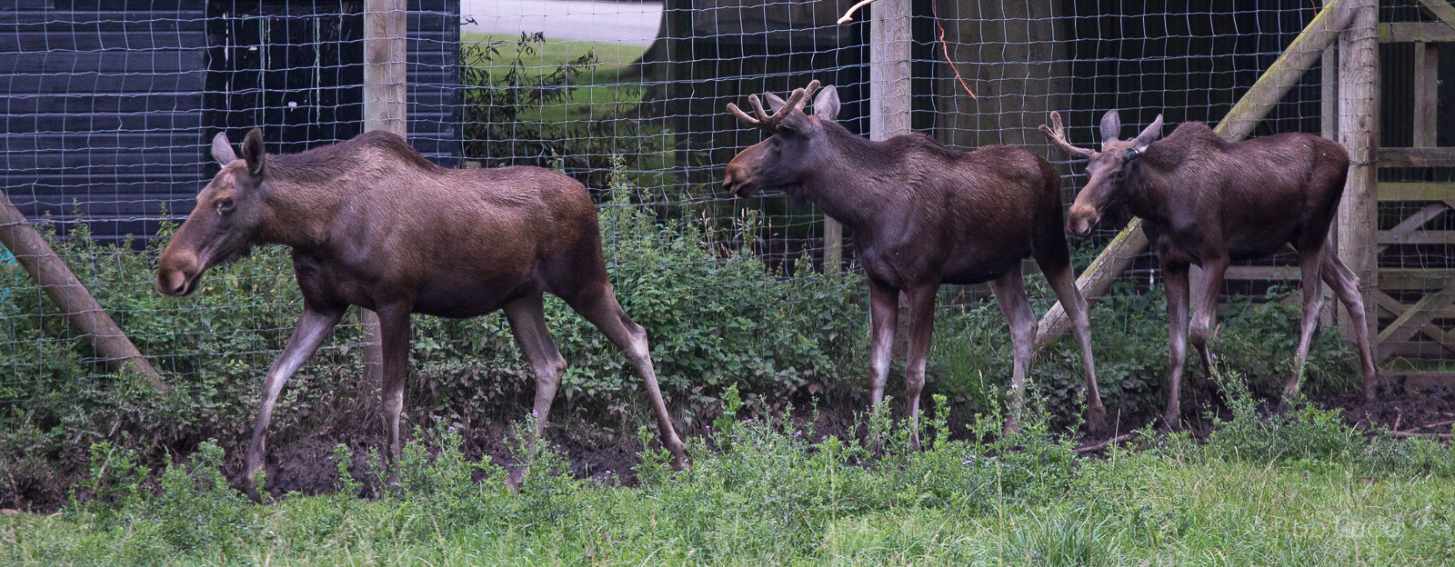 European elk / moose : Whipsnade : 16 Aug 2014