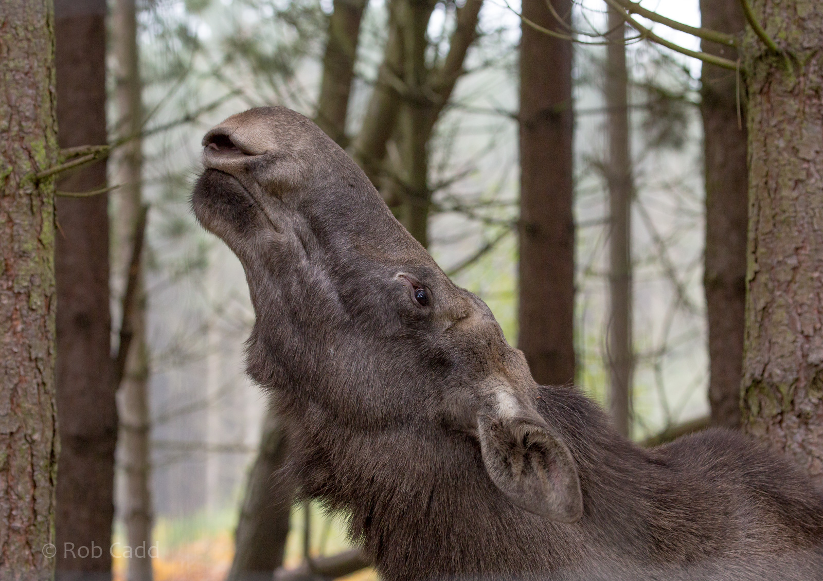 European elk / moose : Wildwood : 06 Oct 2018
