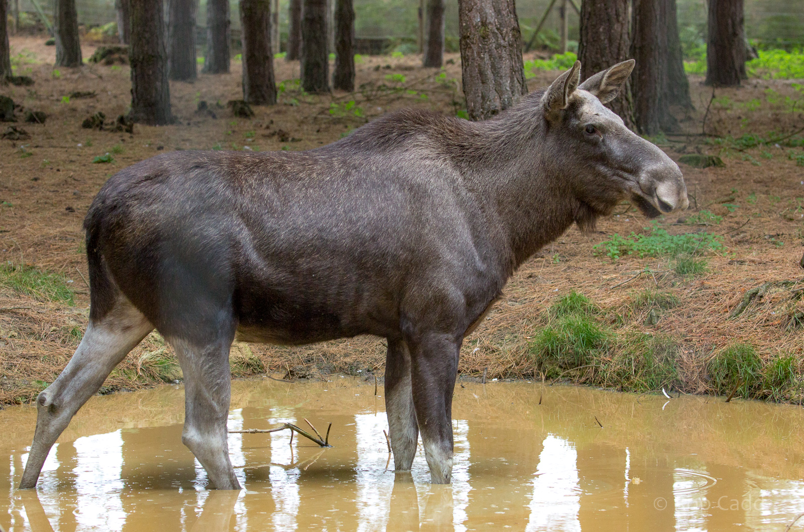 European elk / moose : Wildwood : 06 Oct 2018