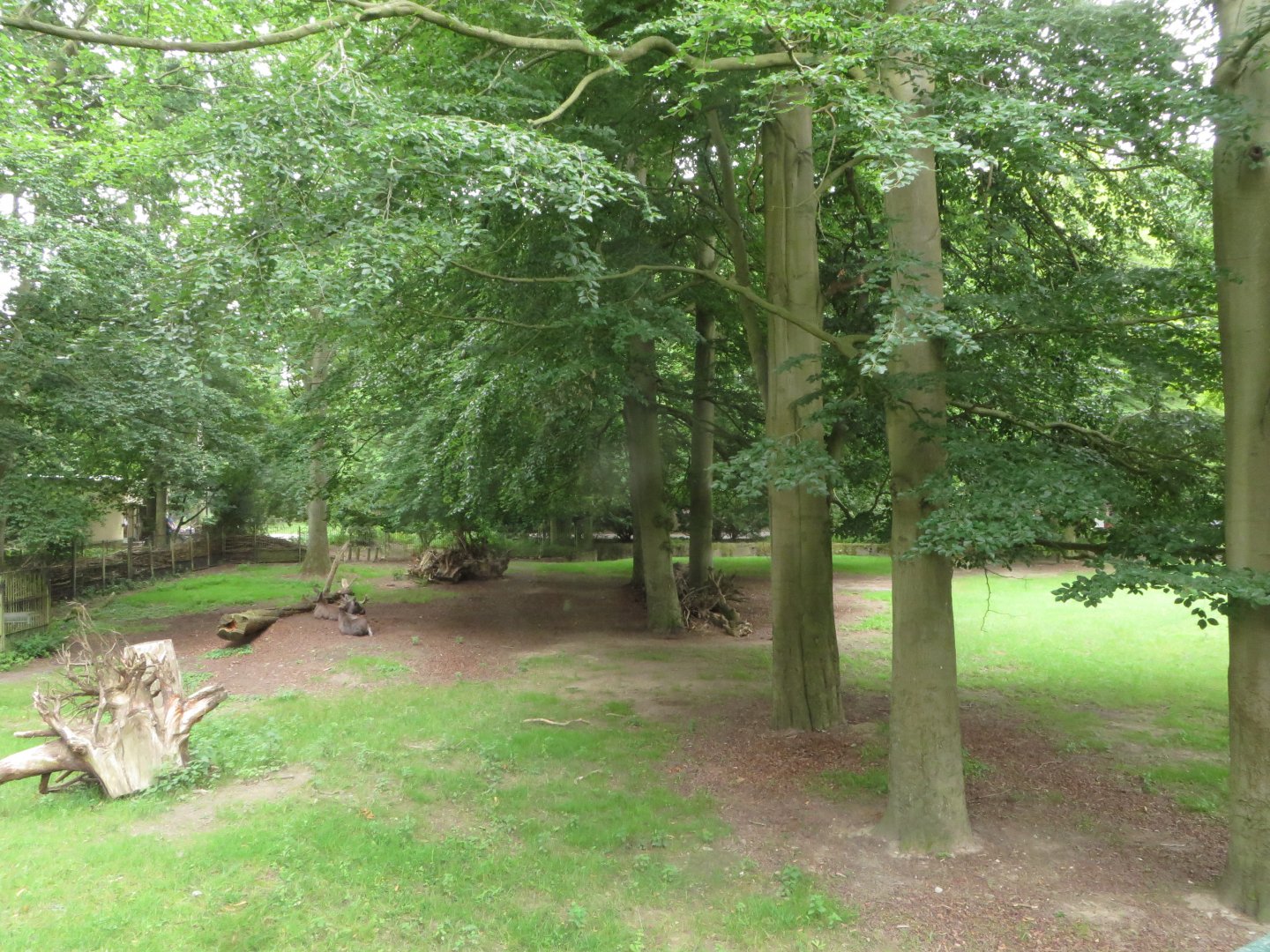 European elk & roe deer paddock