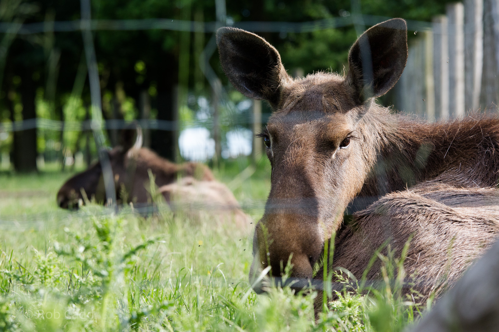 European elk : Whipsnade : 07 Jun 2014