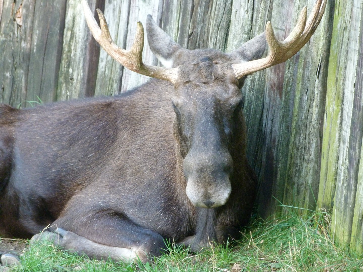 European elk -Zoo Praha (2025)