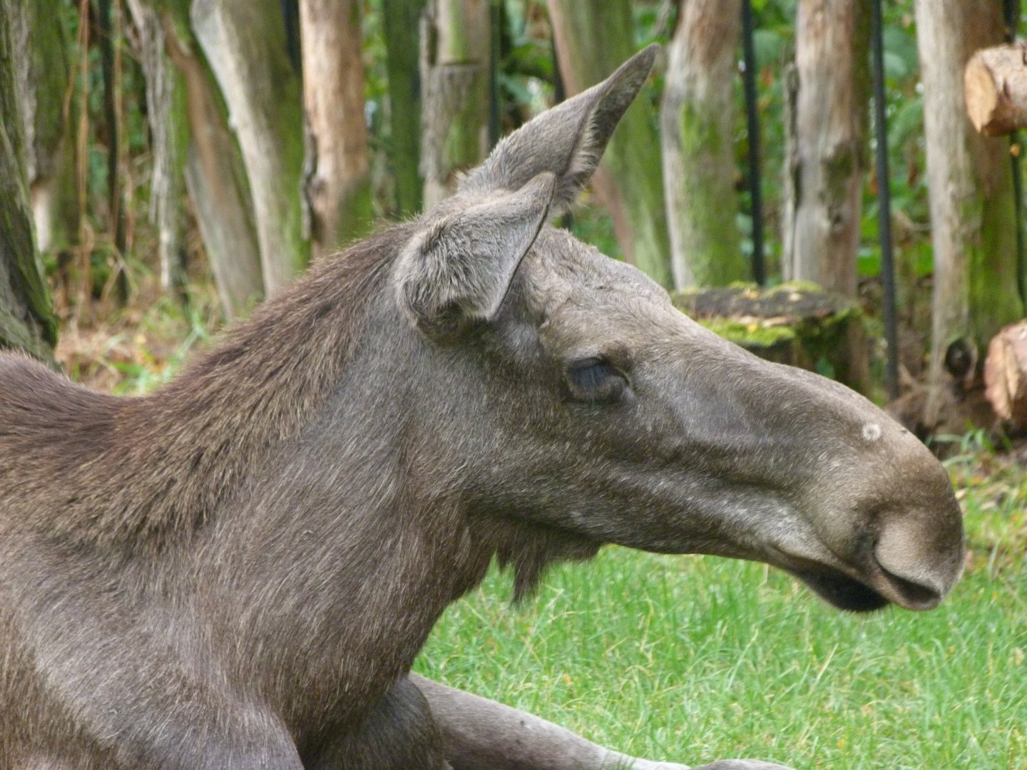 European elk -Zoo Praha (2025)