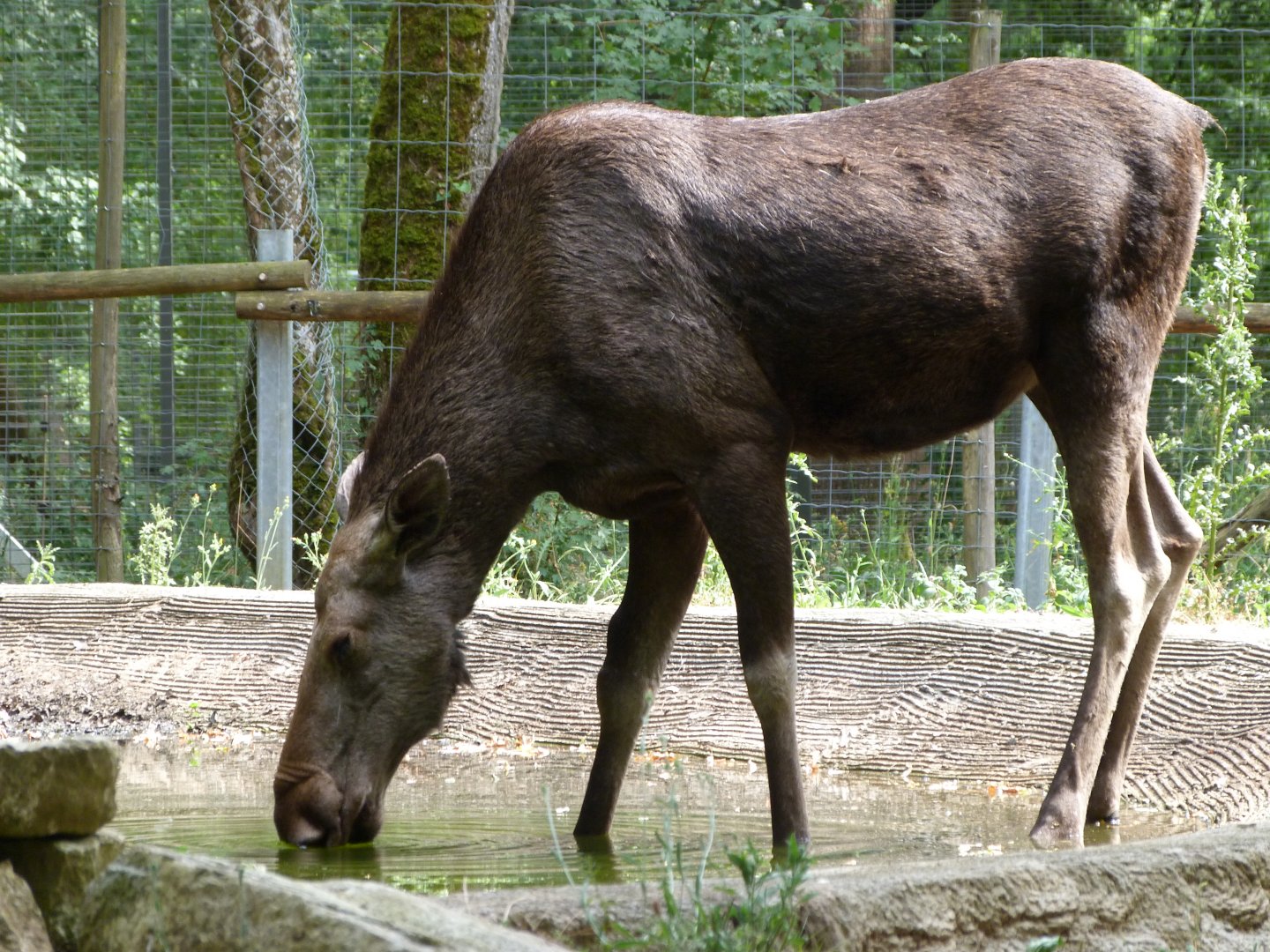 European elk -Zoodyssée (2025)