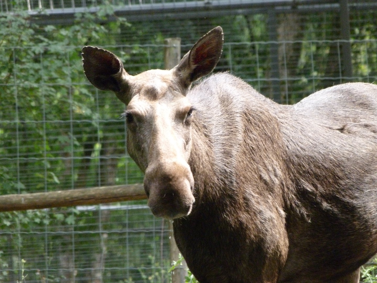 European elk -Zoodyssée (2025)