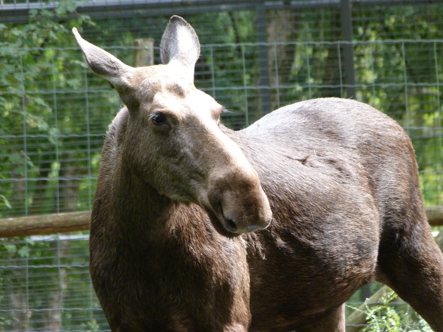 European elk -Zoodyssée (2025)