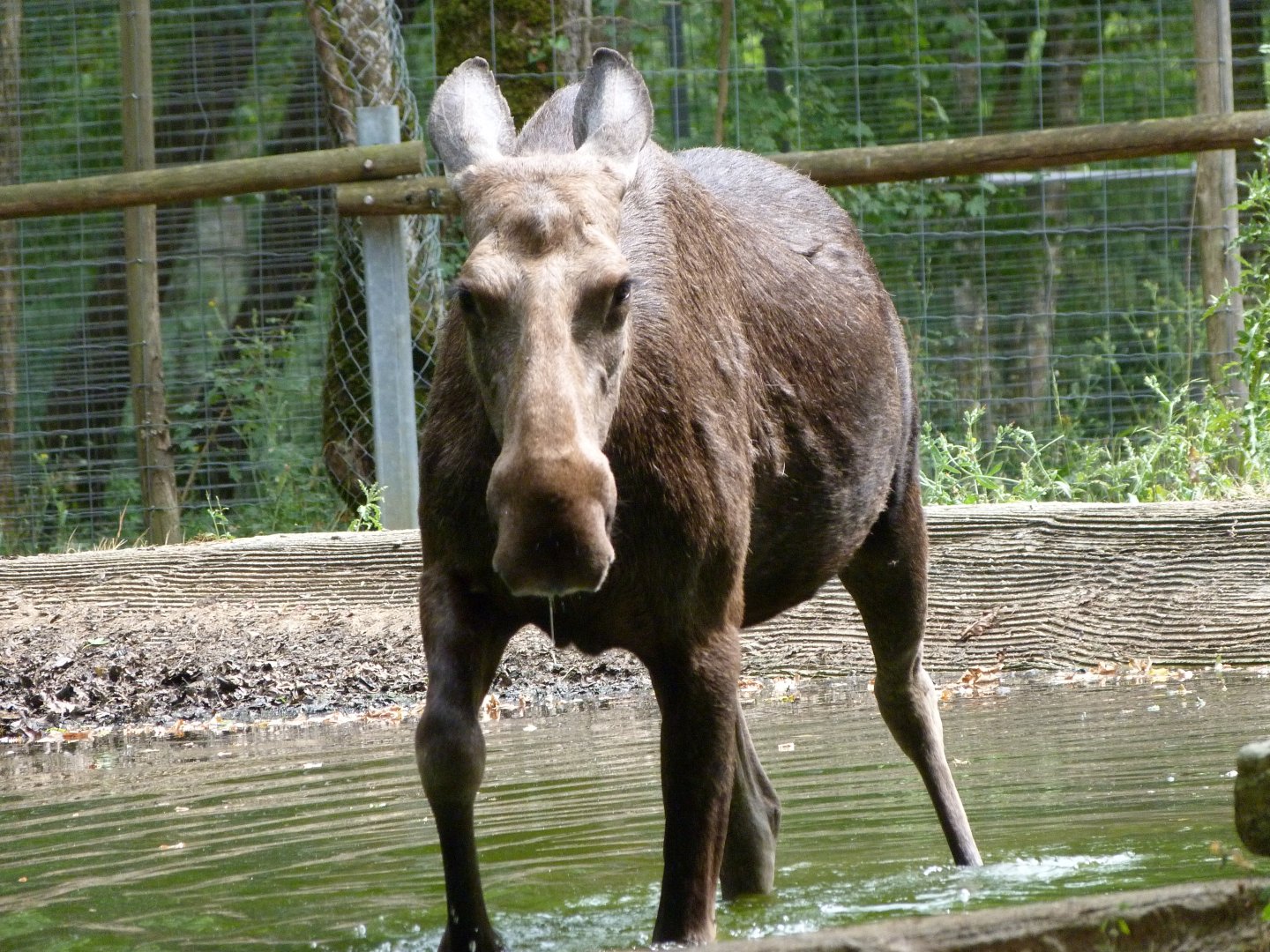 European elk -Zoodyssée (2025)