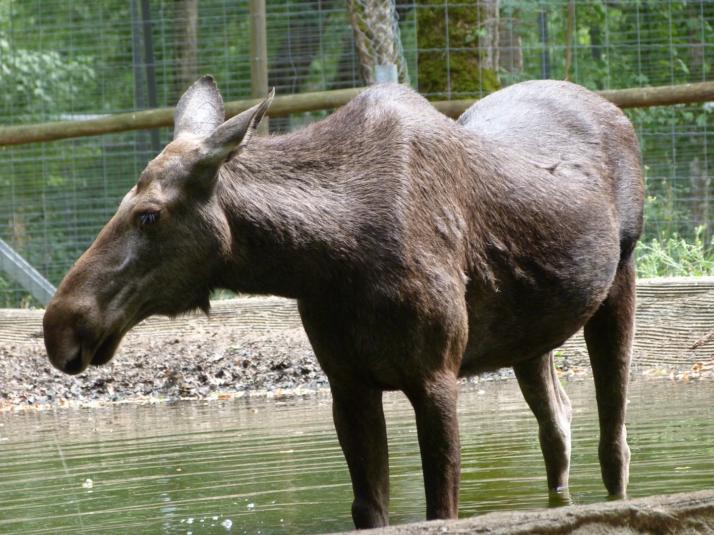 European elk -Zoodyssée (2025)