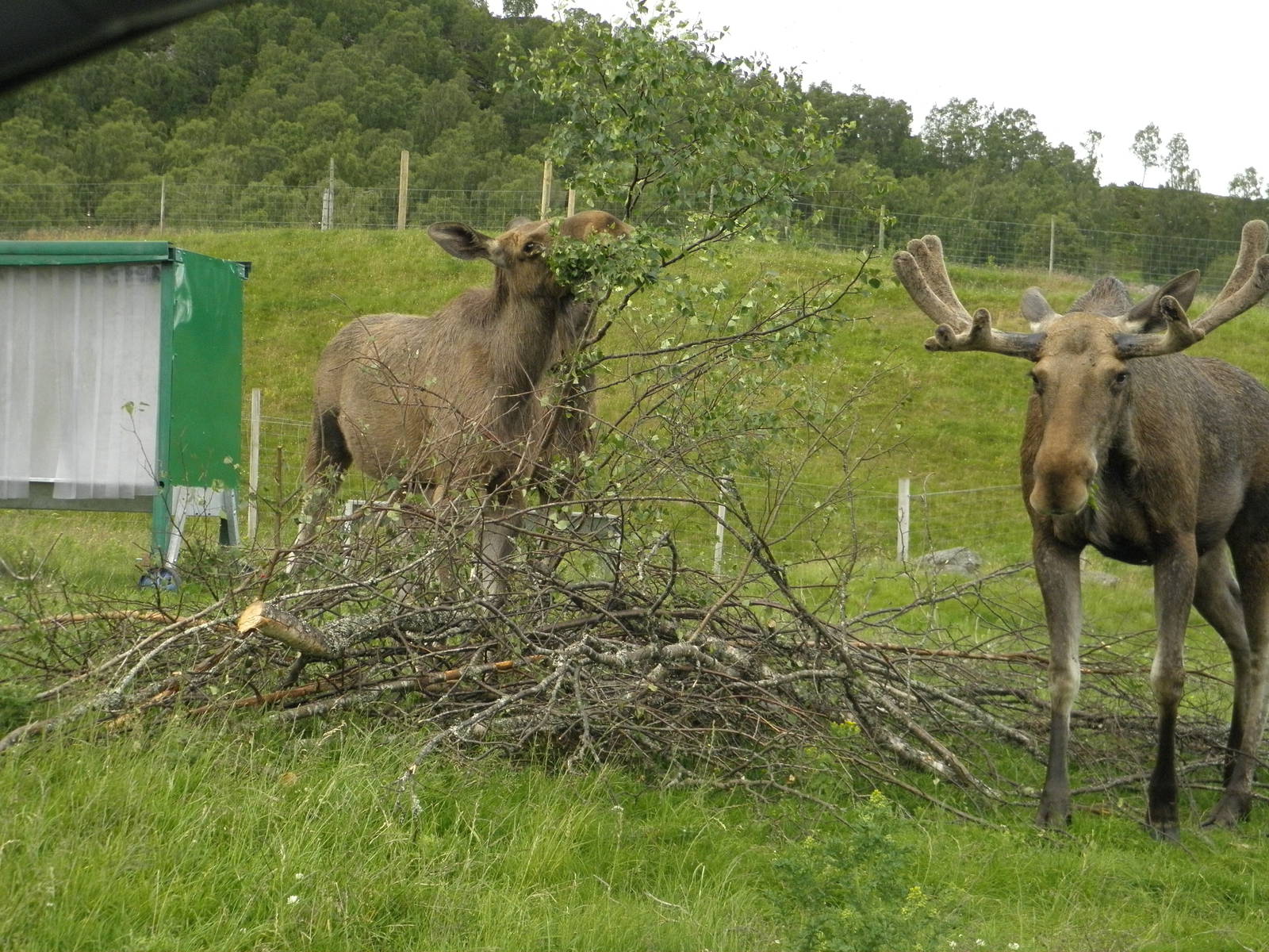 european elk