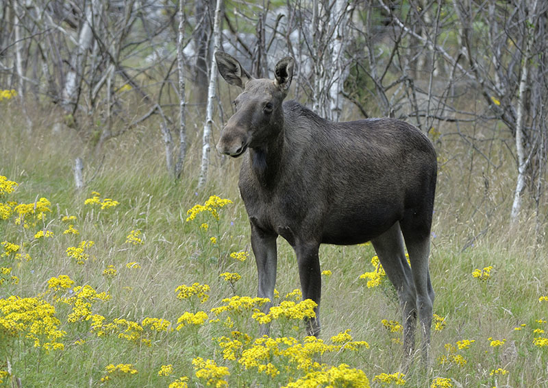 European elk