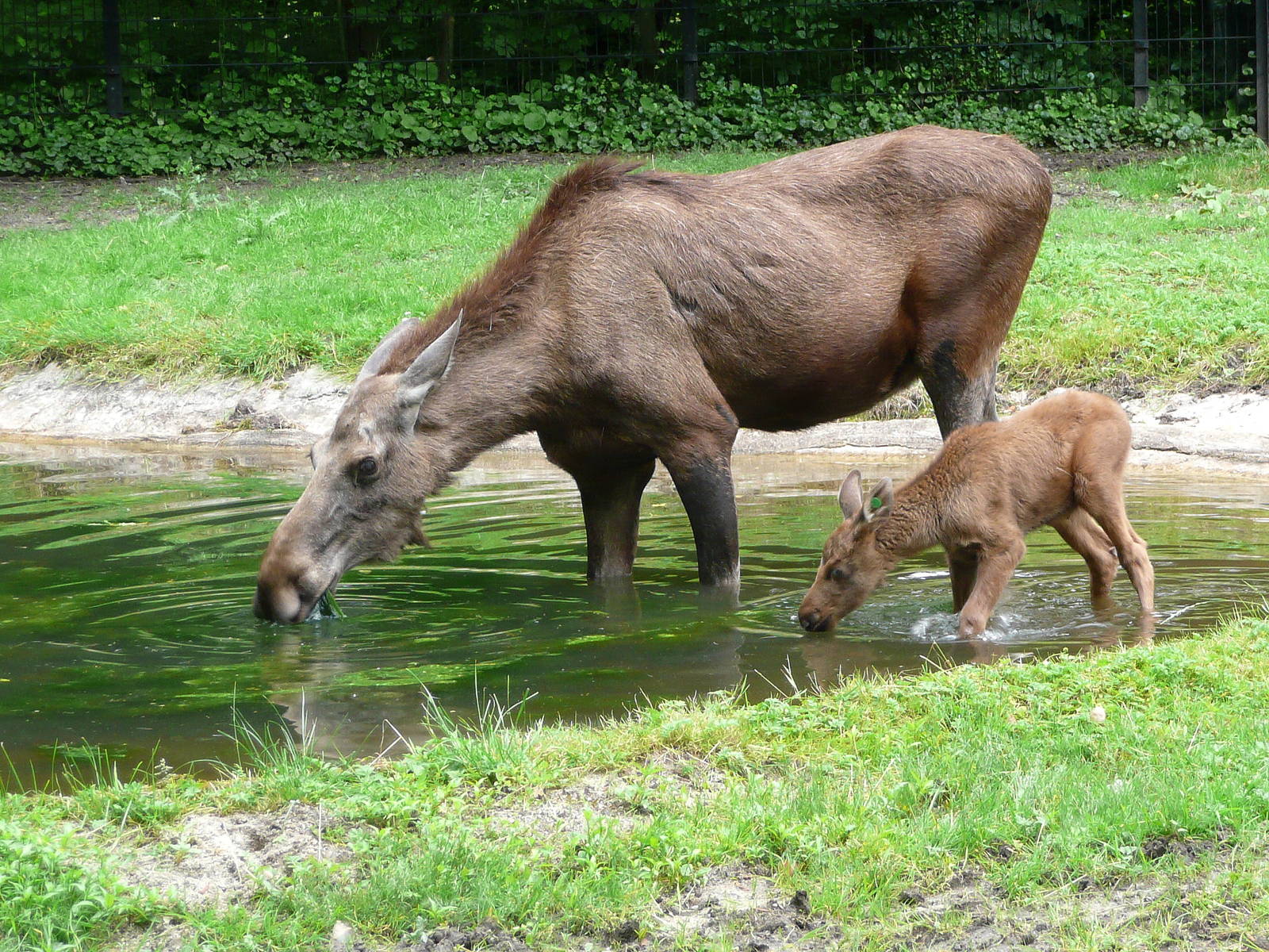 European elk