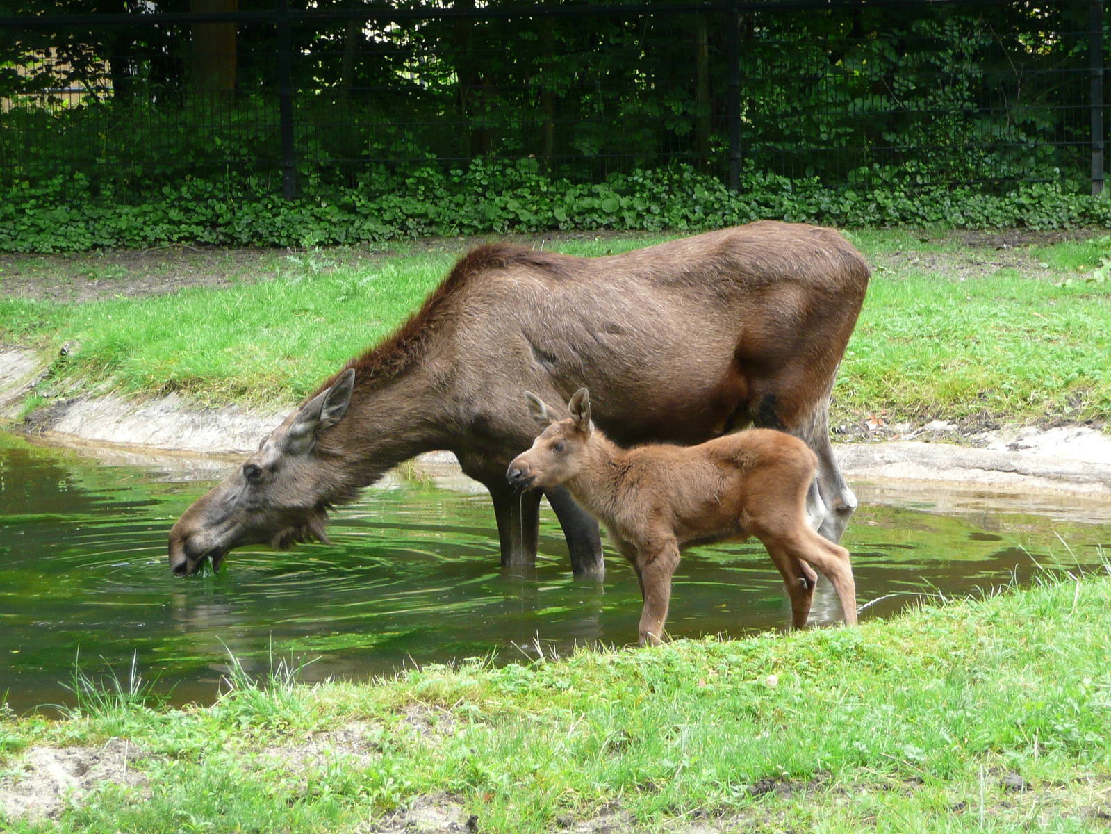 European elk