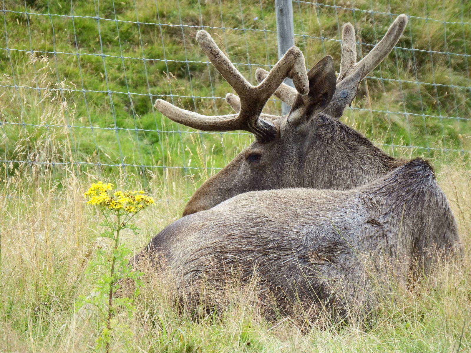 European Elk