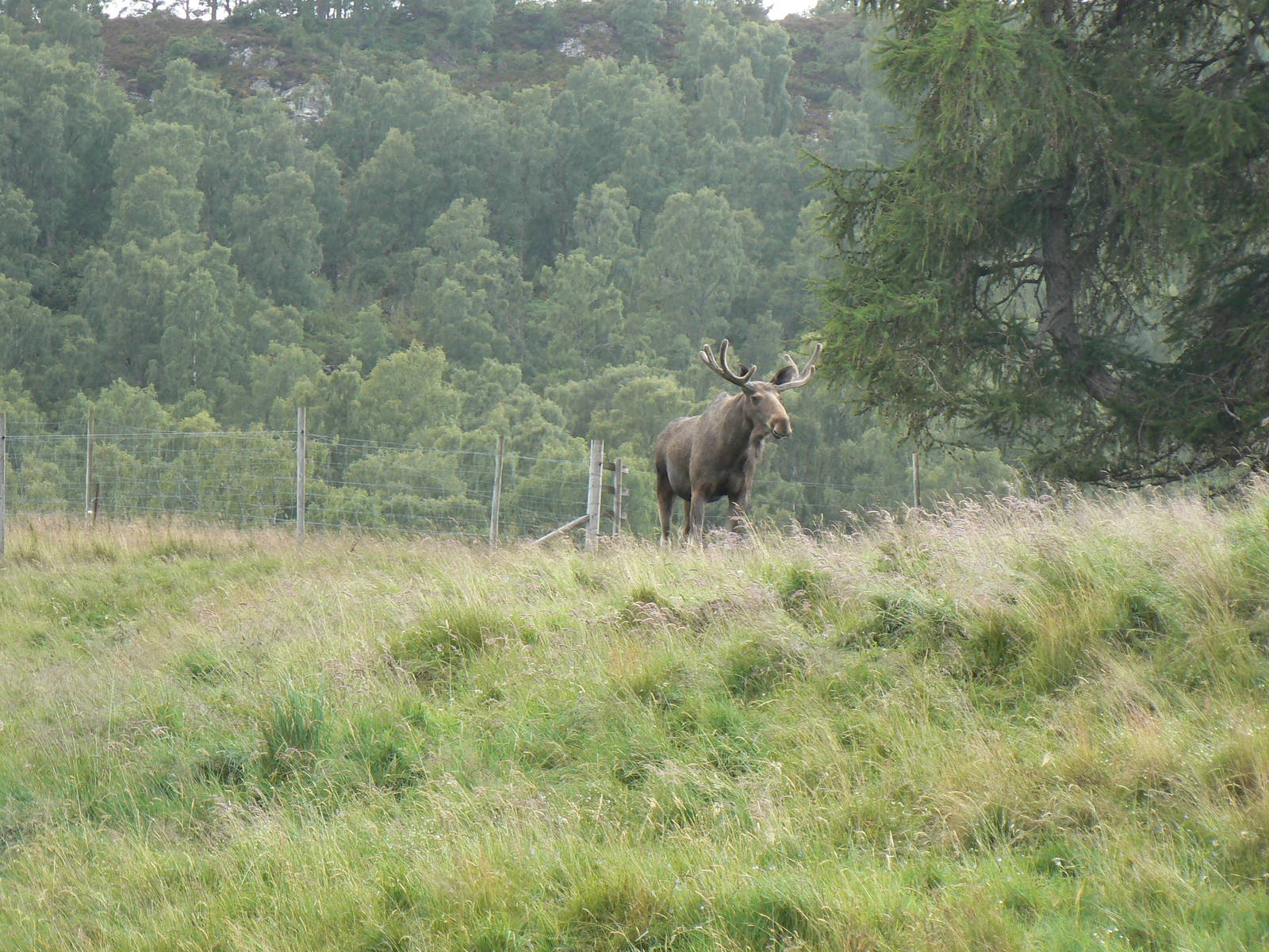 European Elk