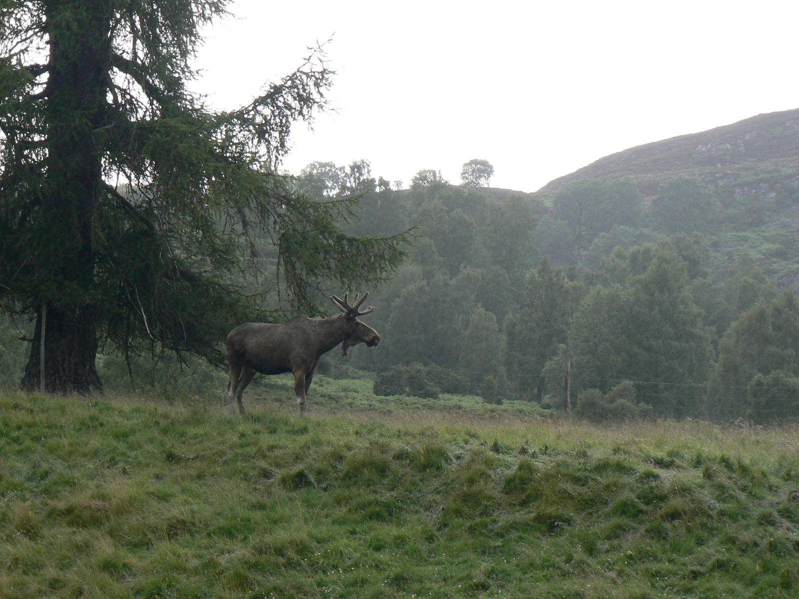 European Elk