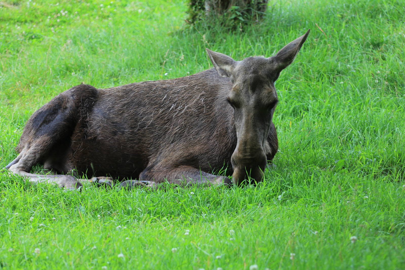 European Elk