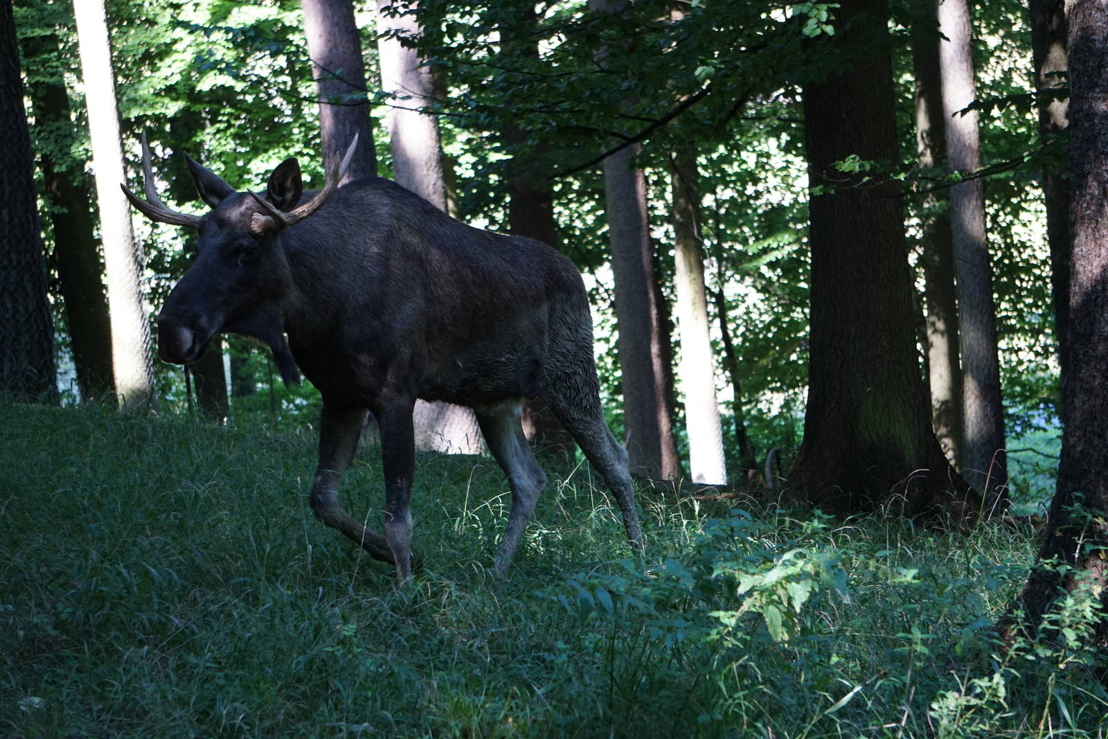 European Elk