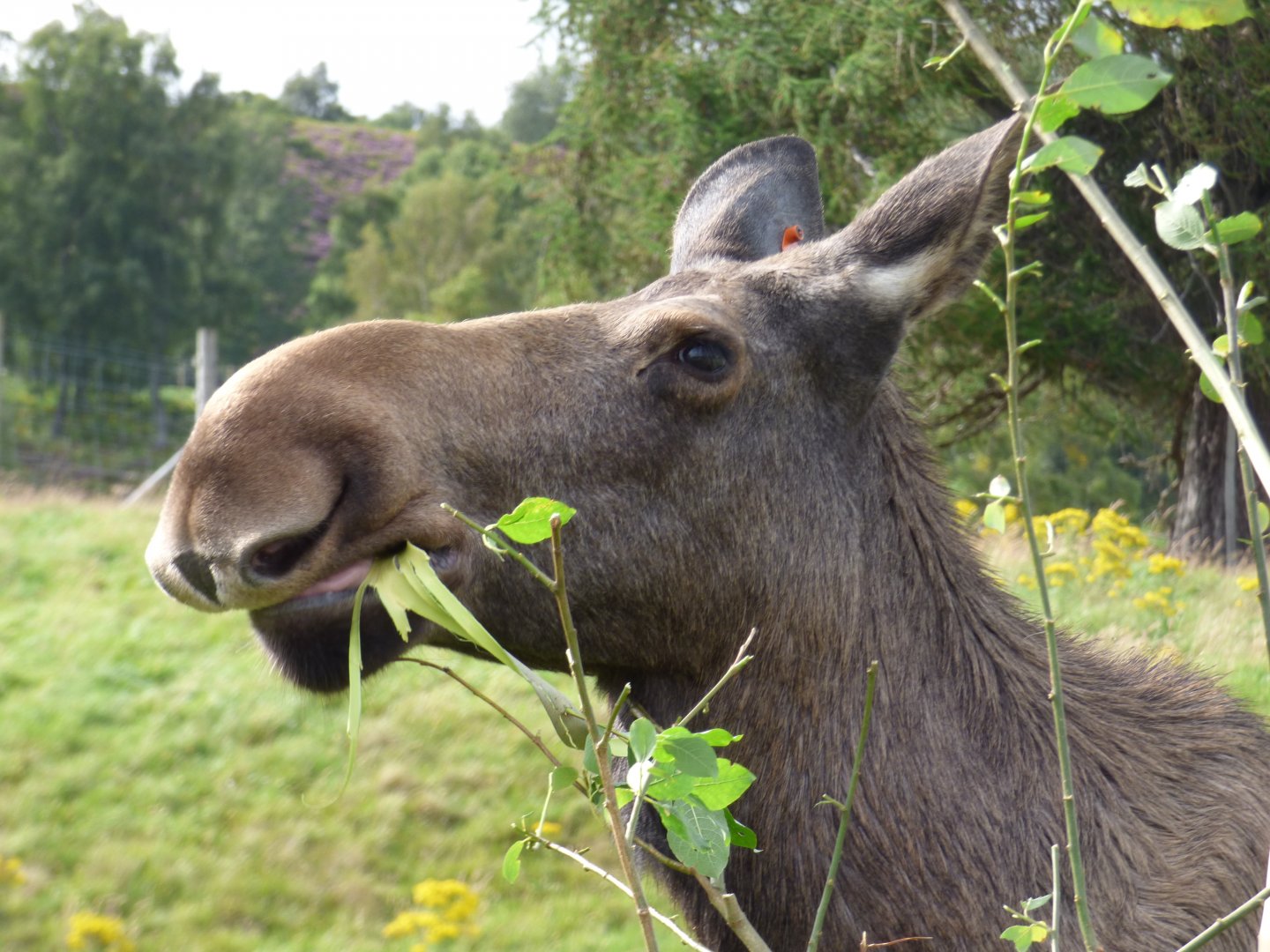 European Elk