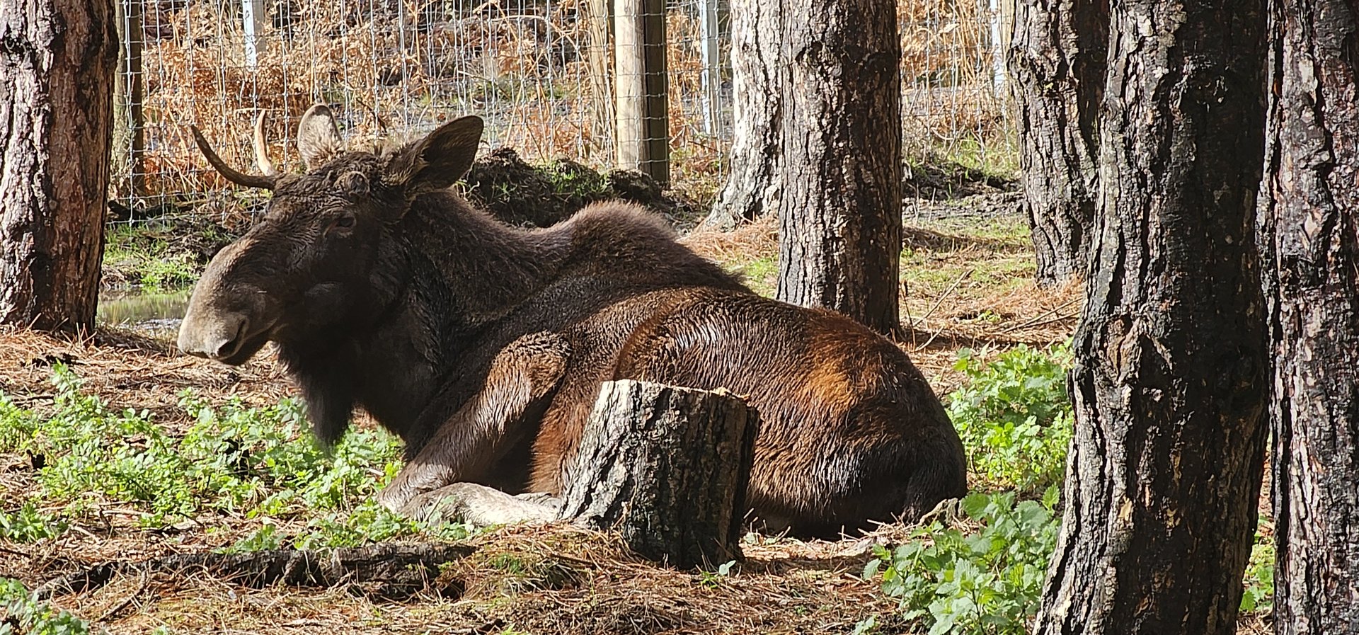 European elk