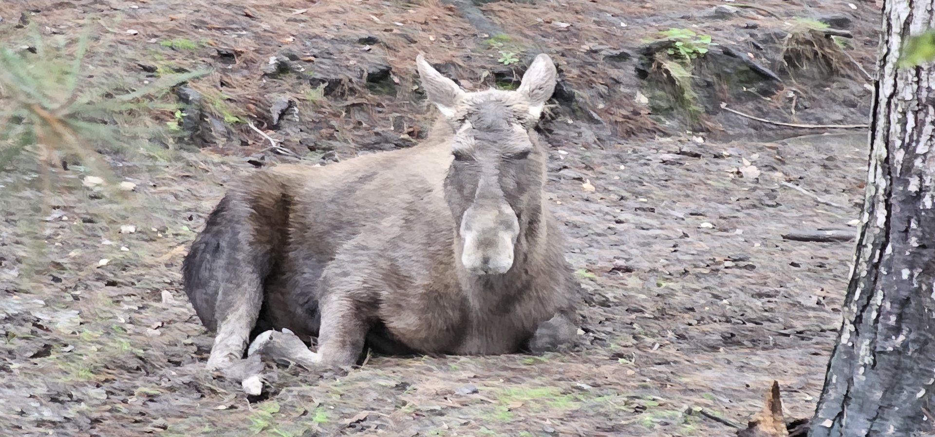 European elk
