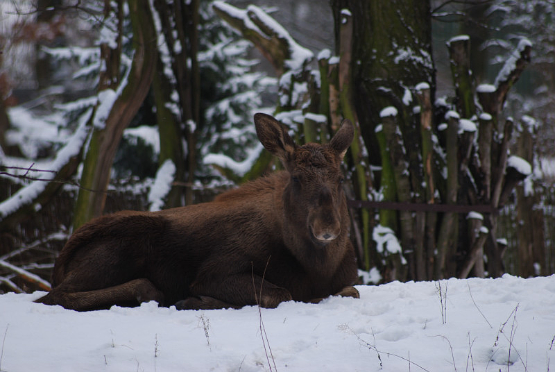 European Elk