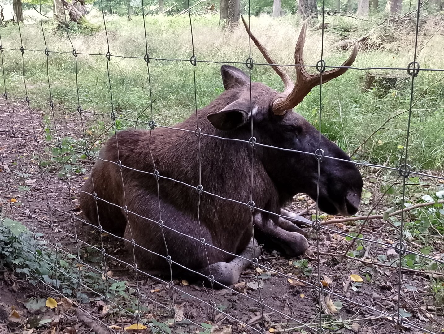 European elk