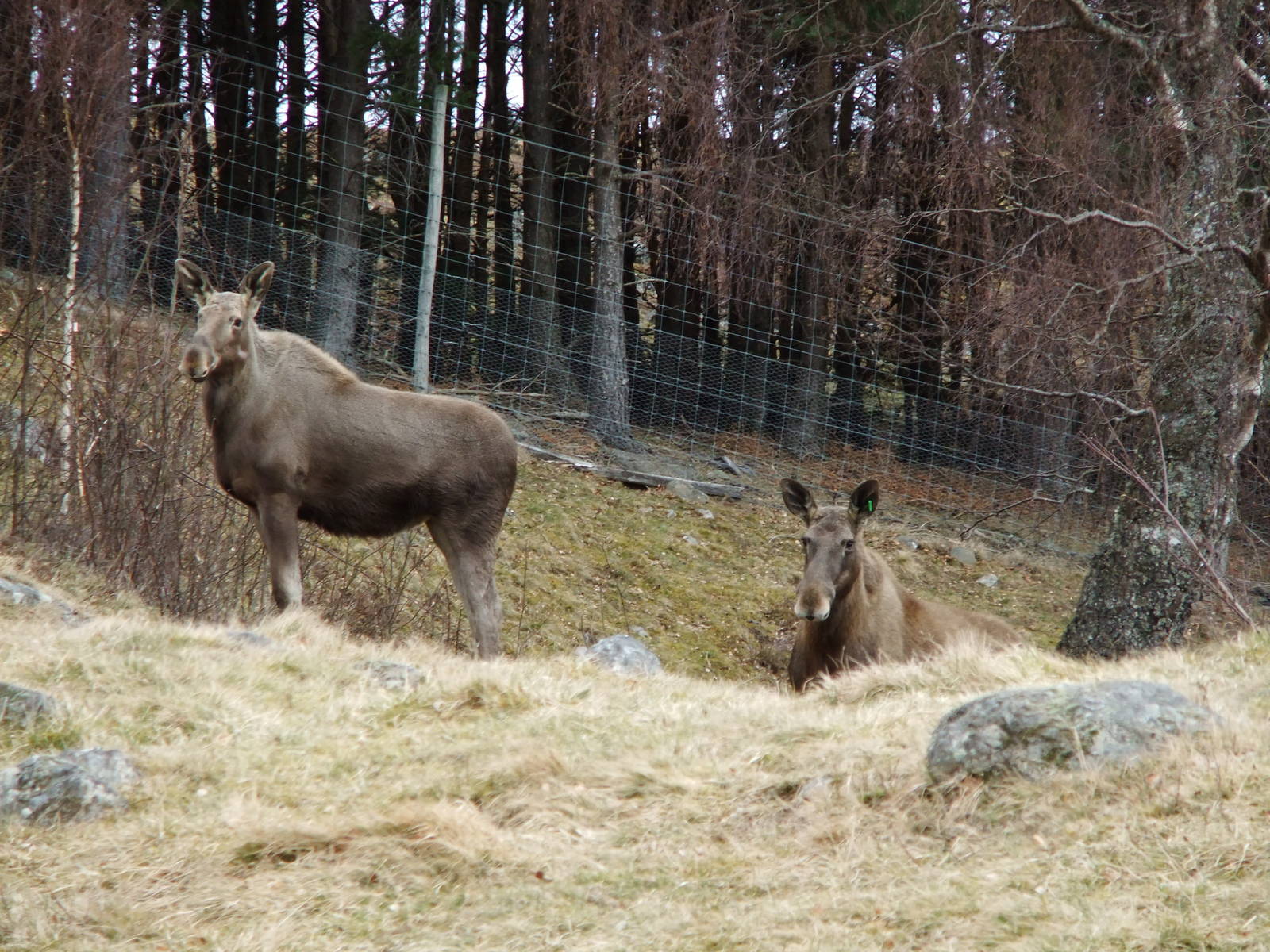 European Elk