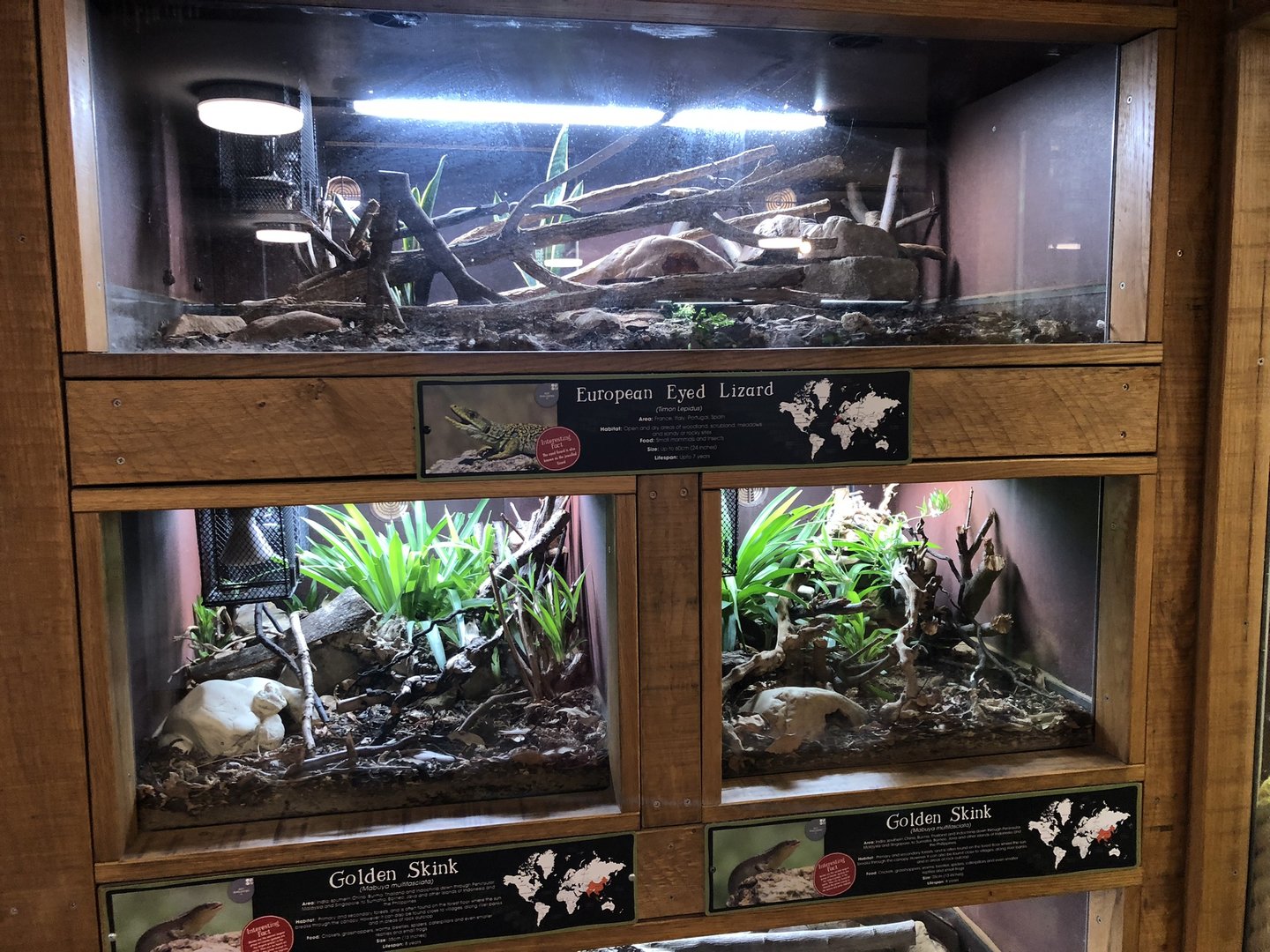 European Eyed Lizard / Golden Skink Enclosures at Cannon Hall Farm (September 2023)