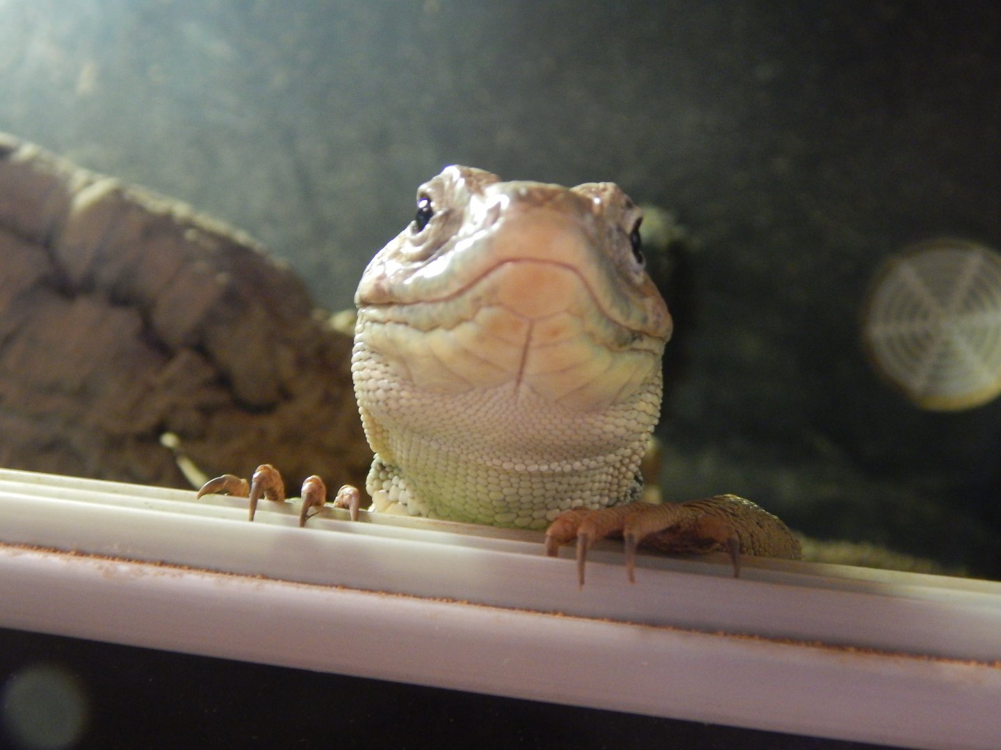 European Eyed Lizard