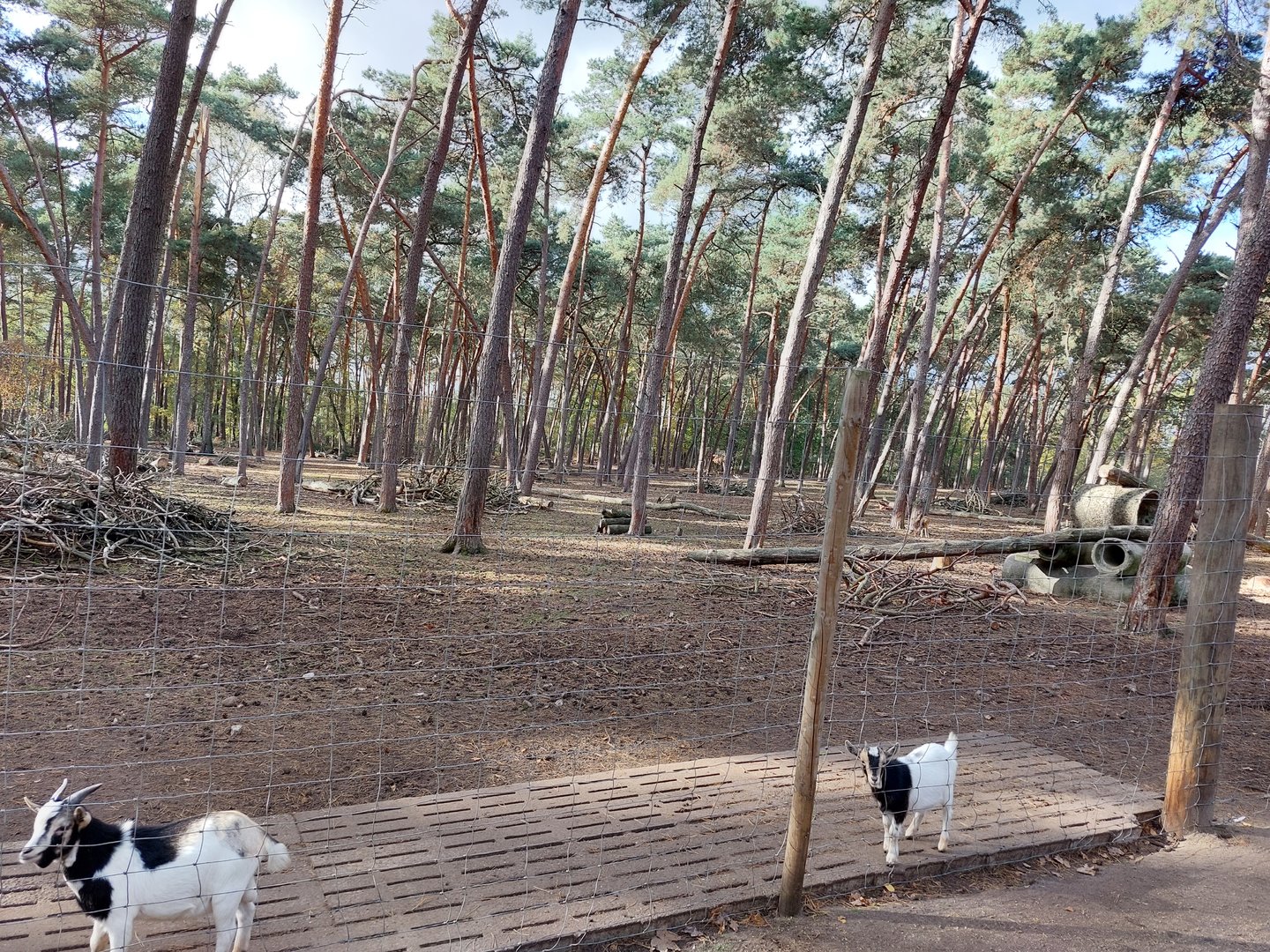 European fallow deer and African Pygmy goat exhibit