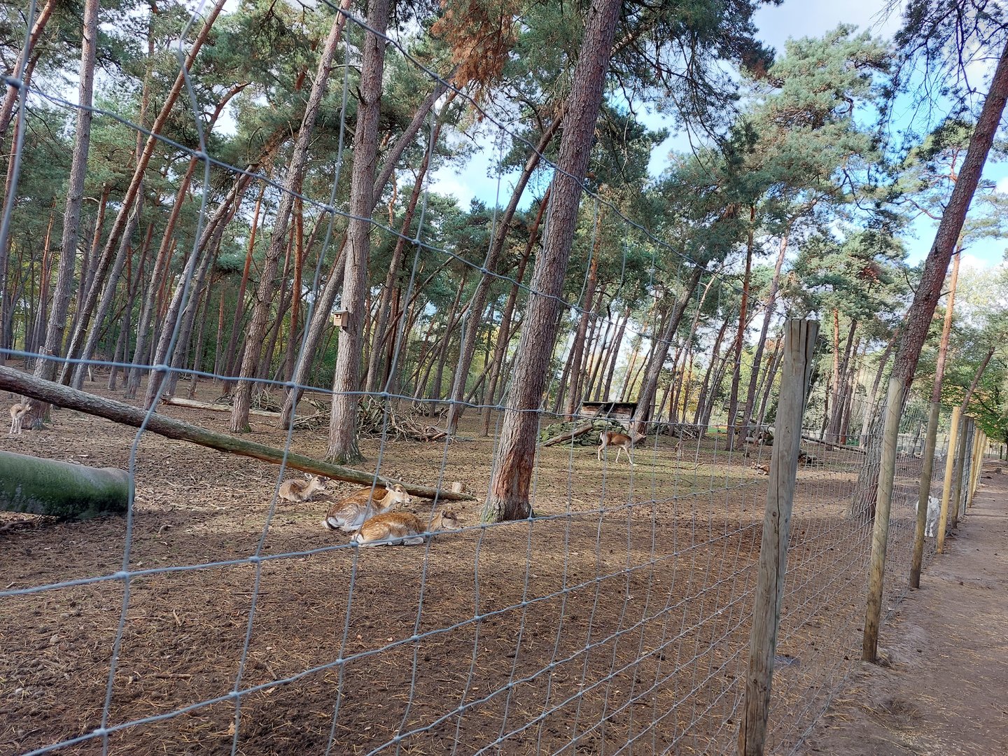 European fallow deer and African Pygmy goat exhibit