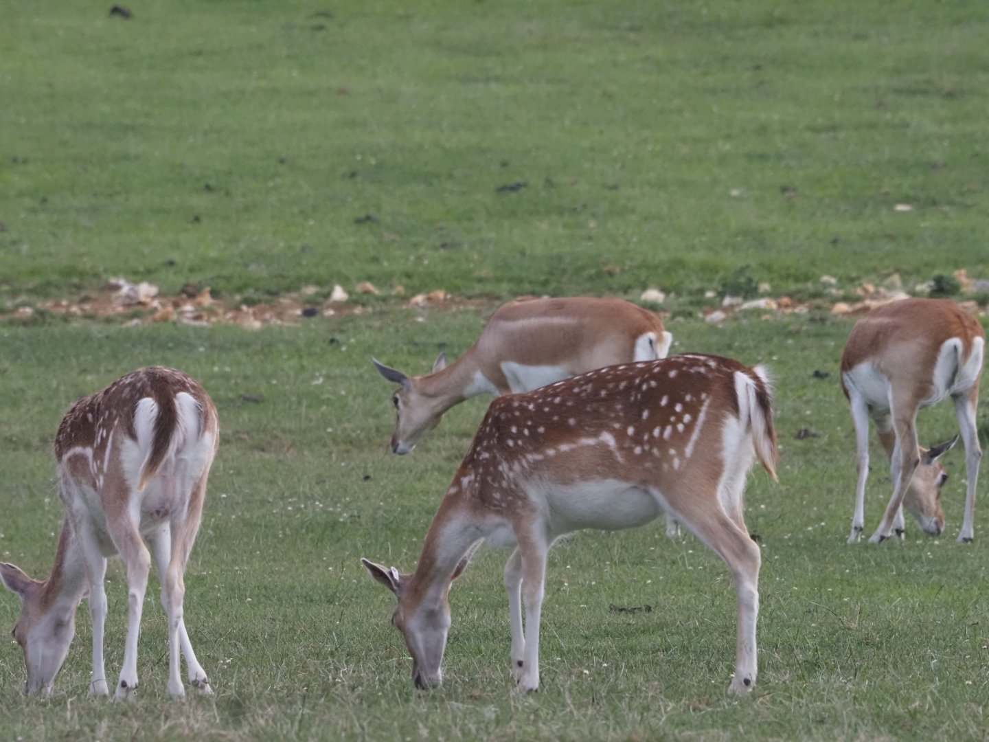 European Fallow Deer and Black