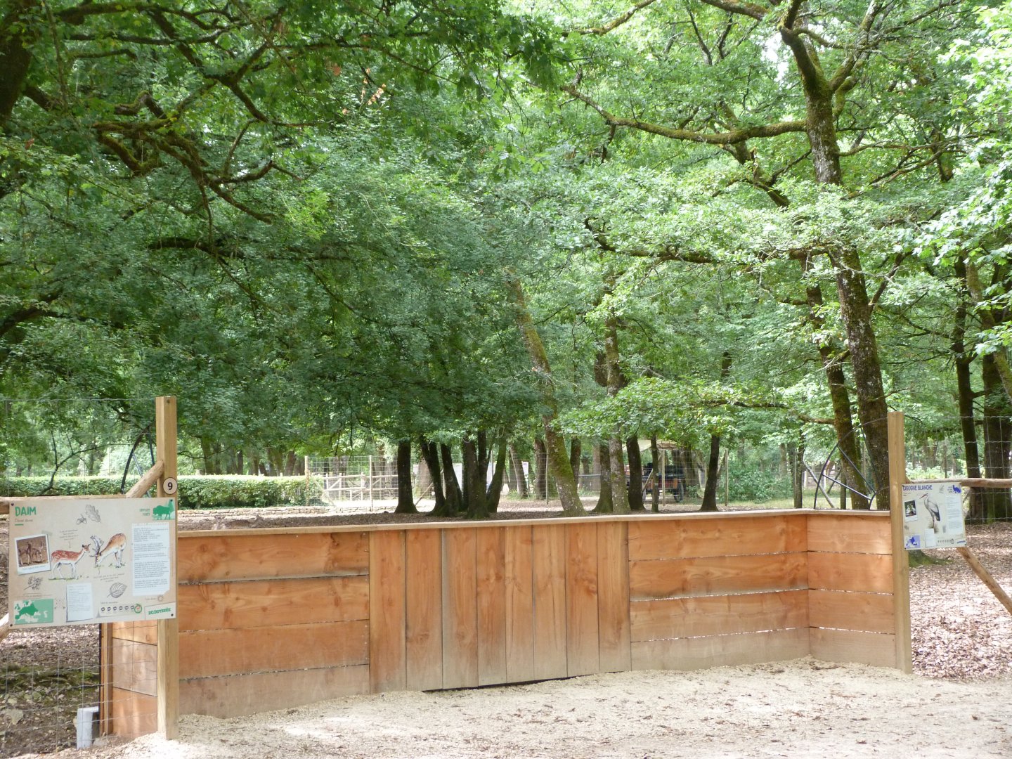 European fallow deer and European white stork exhibit vieiwng area -Zoodyssée (2025)